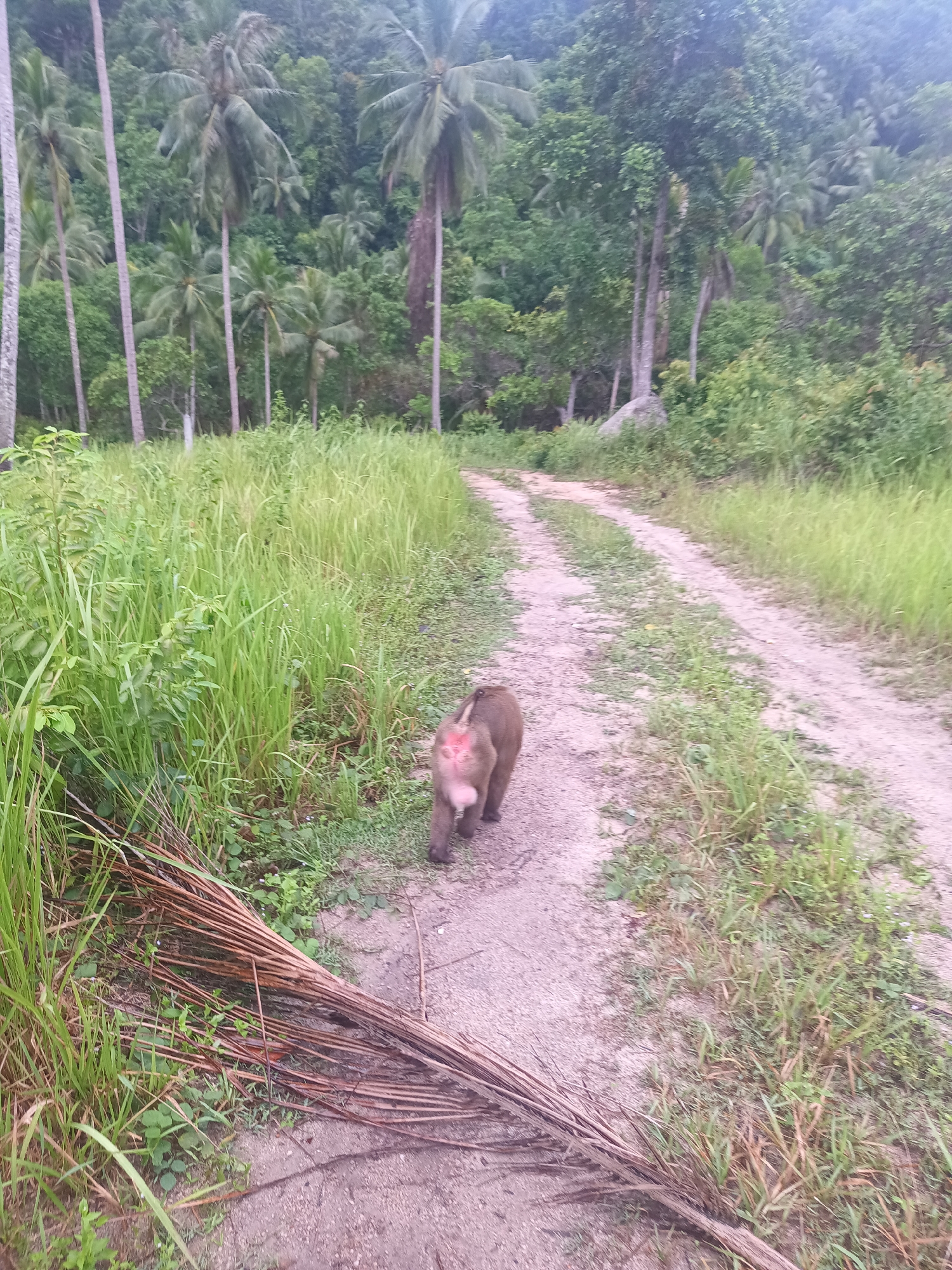 The image depicts a monkey walking on a dirt road in a tropical environment. The road is surrounded by tall green grass and various trees, including palm trees, suggesting a rural or natural setting. The vegetation is dense, particularly in the background, where a lush forest is visible. The monkey is the central subject, and its presence on the road implies it is either traversing the area or residing nearby. The location is specified as Baan Thong Nang, Thailand.