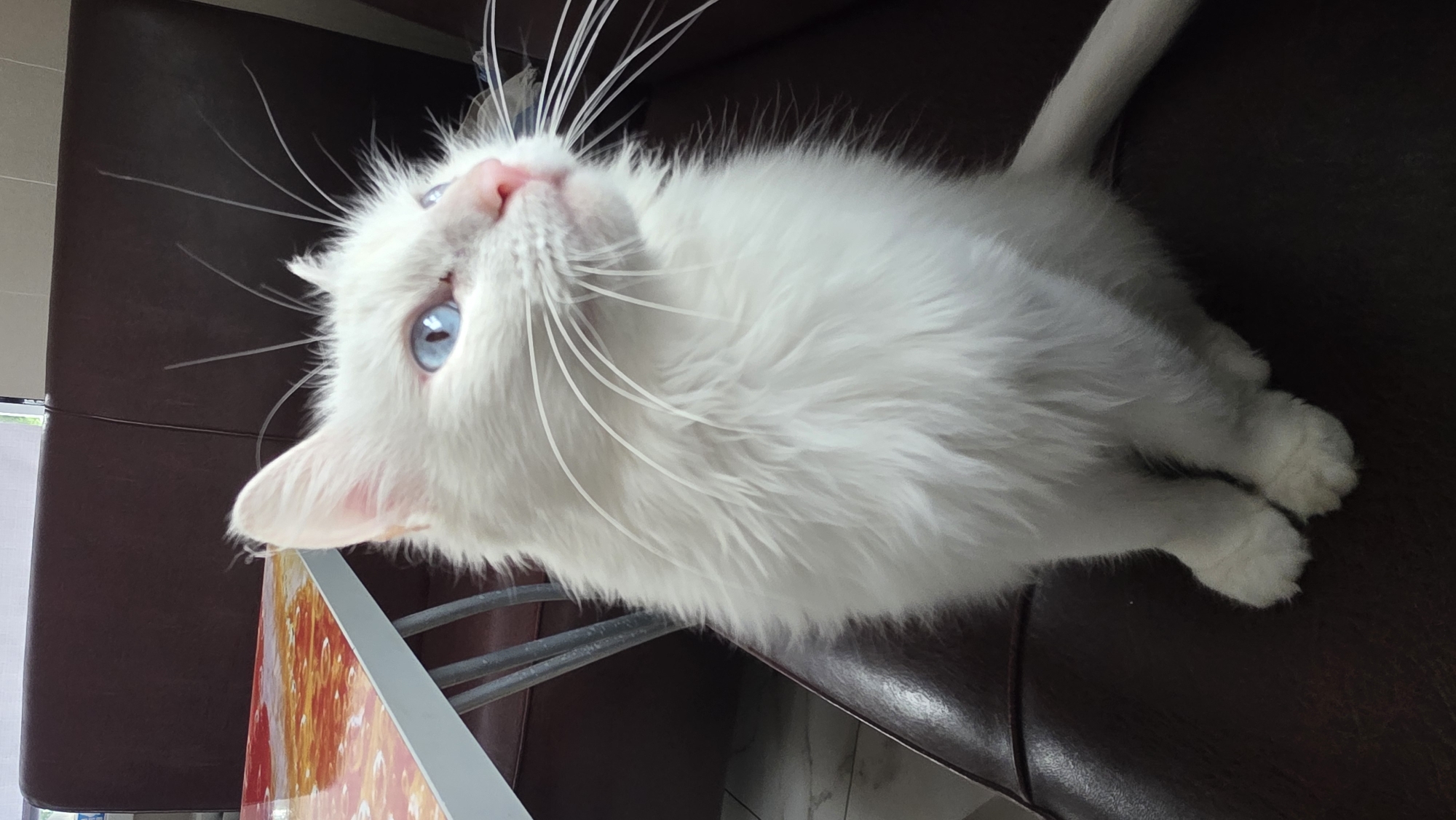 A white cat with striking blue eyes is sitting on a dark brown leather couch. The cat is positioned in the center of the frame, facing to the right with its head tilted upwards. Its fur appears fluffy and somewhat disheveled, particularly around its face and neck. Long, white whiskers fan out from its muzzle. To the left of the cat, a portion of a table with a colorful, abstract-patterned surface is visible. The background consists of the dark brown couch and a hint of a lighter surface, possibly a wall or window, at the top. The overall scene suggests an indoor setting, likely a living room or dining area.