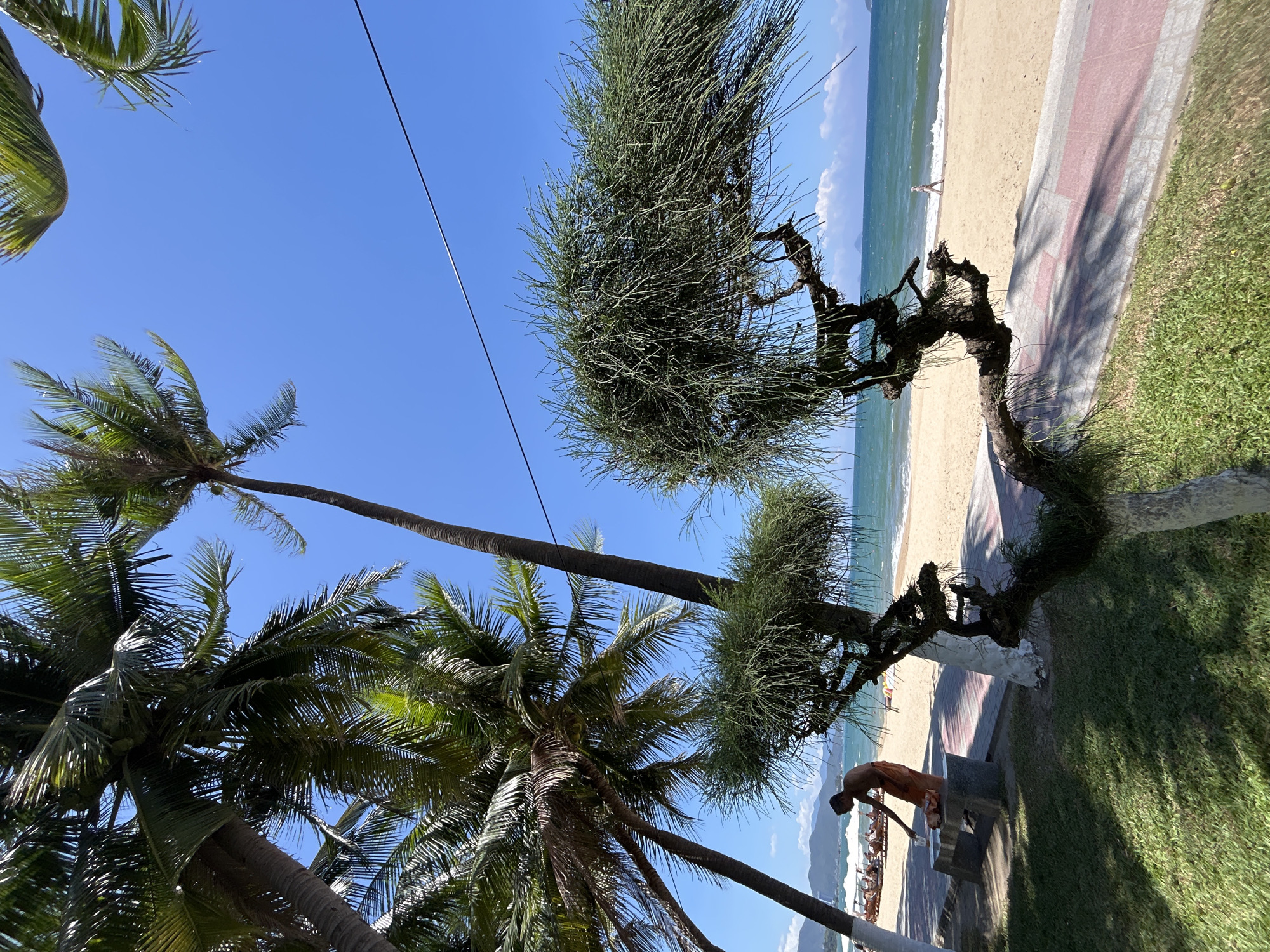The image depicts a sunny scene in Nha Trang Ward, Vietnam. Palm trees are visible on the left side, reaching into a clear blue sky bisected by a power line. A unique, twisted tree with dense, pine-like foliage dominates the right side. The beach is visible in the background, with a sandy shoreline and gentle waves meeting the shore. A paved walkway runs parallel to the beach, with grass on its other side. On the walkway, a person is bent over a bench, appearing to be cleaning or tending to something. In the distance, mountains are faintly visible.