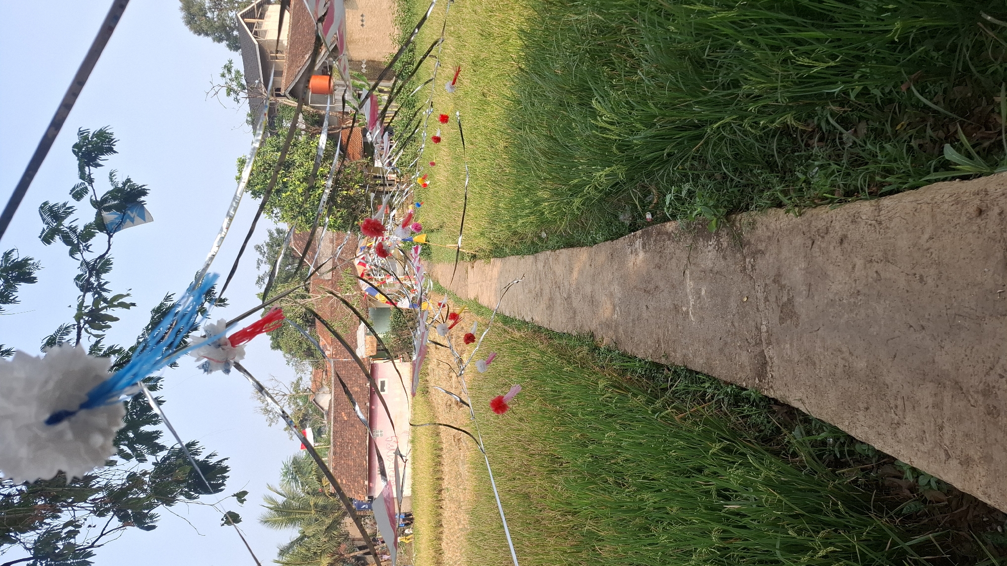 The image depicts a concrete pathway leading through a vibrant green rice field, likely situated in Cilaku, Indonesia. Overhead, festive decorations, including white and blue pom-poms and long, thin streamers, are strung across the scene, creating a celebratory atmosphere. The pathway is flanked on both sides by tall, lush rice stalks, suggesting it's a rural or semi-rural setting. In the background, traditional Indonesian houses with tiled roofs are visible amidst scattered trees, and a bright blue sky with a few wispy clouds completes the tranquil vista. The overall impression is one of a picturesque landscape adorned for a local event or festival.