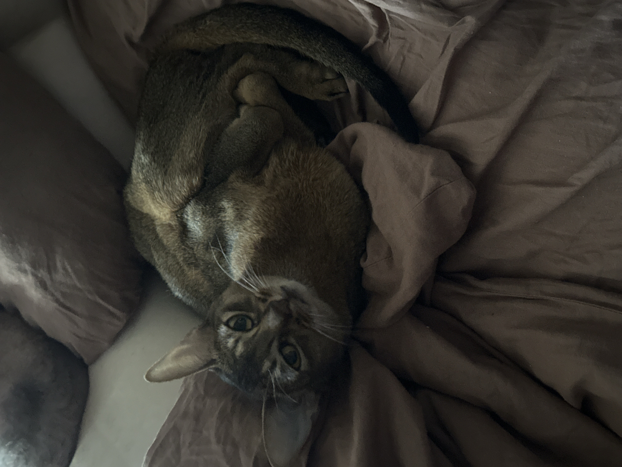 A medium shot depicts a brown Abyssinian cat lying on brown bedding. The cat is curled in a ball, with its tail wrapped around its body. The cat's head is facing the camera, with its eyes open. The background is a blurry brown color. The location is not discernible from the image and there is no evidence to suggest it is located in Moscow, Russia.