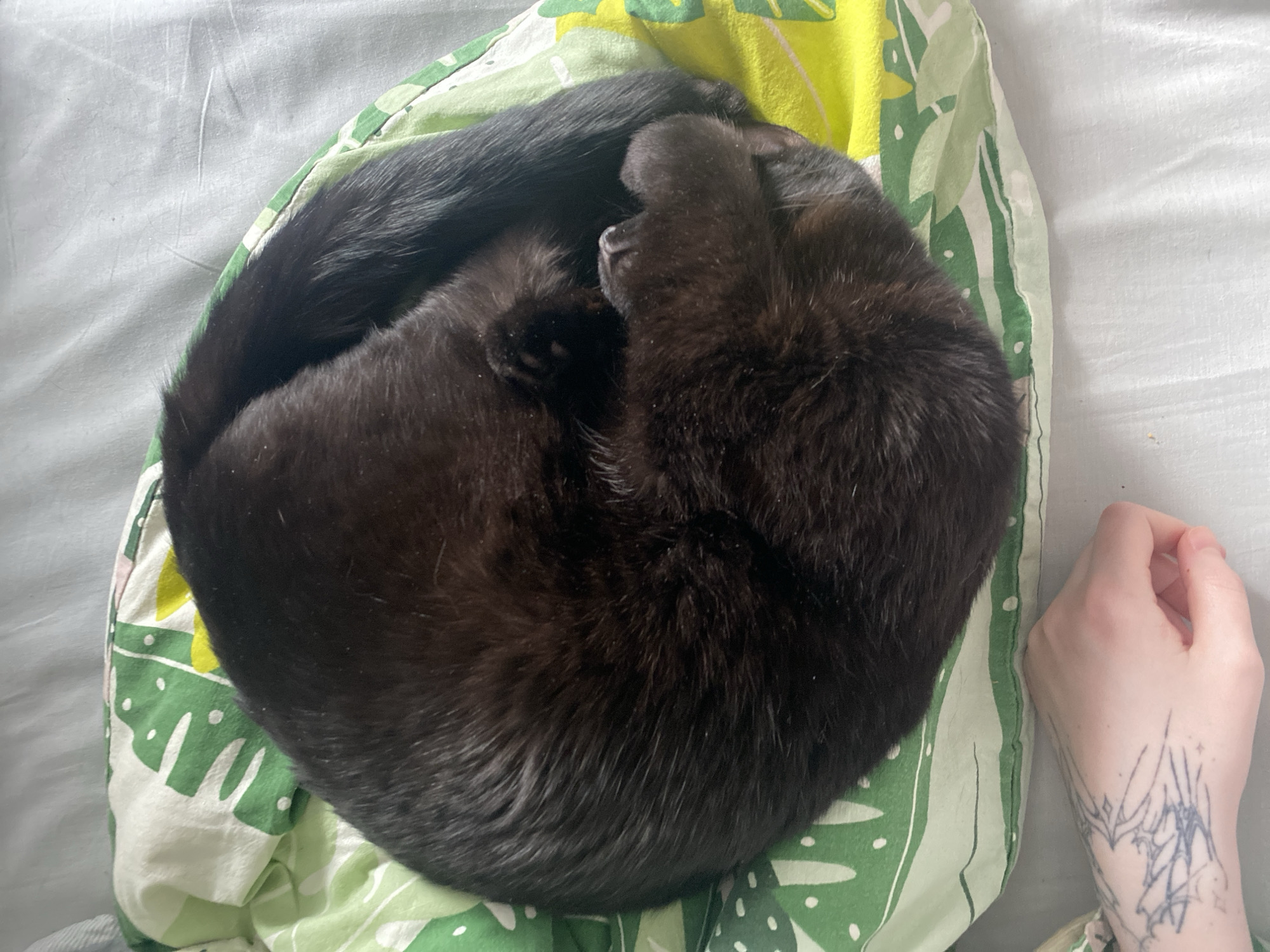 A black cat is curled up in a circle on a patterned blanket. A hand with a tattoo on the wrist is visible beside the cat. The location is not specified.