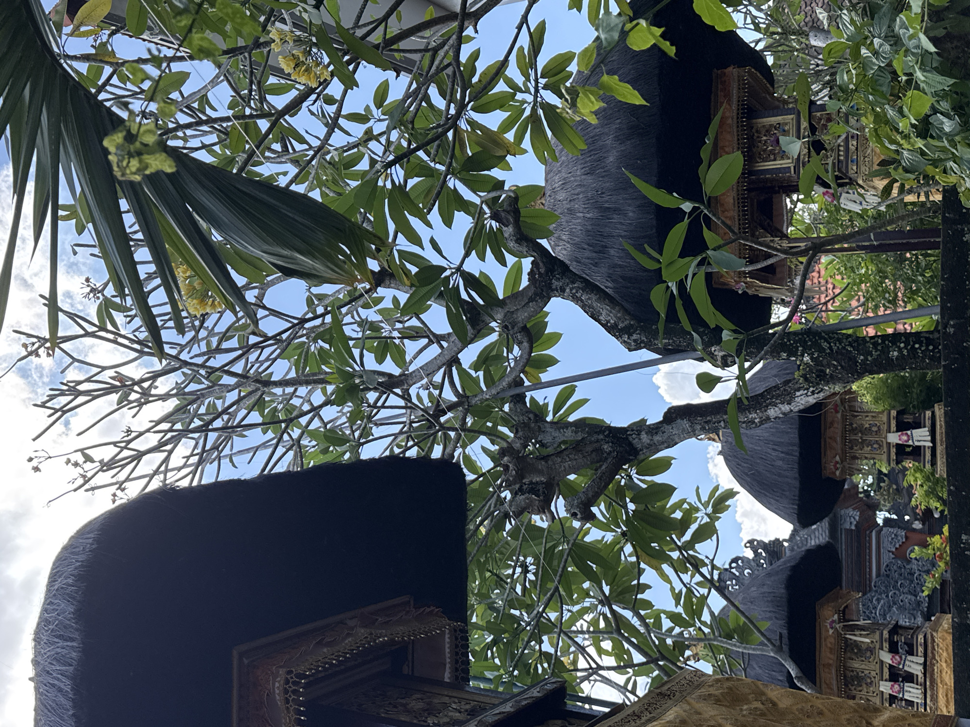 In North Kuta, Indonesia, the image captures a serene temple complex, with traditional Balinese architecture. Dominated by thatched roofs, several structures are visible, some adorned with intricate carvings and golden embellishments. Lush greenery surrounds the temple, with trees bearing vibrant yellow flowers and large green leaves creating a natural canopy. The sky above is a clear blue, punctuated by a few fluffy white clouds. The overall scene evokes a sense of tranquility and cultural richness, characteristic of Balinese spiritual sites.