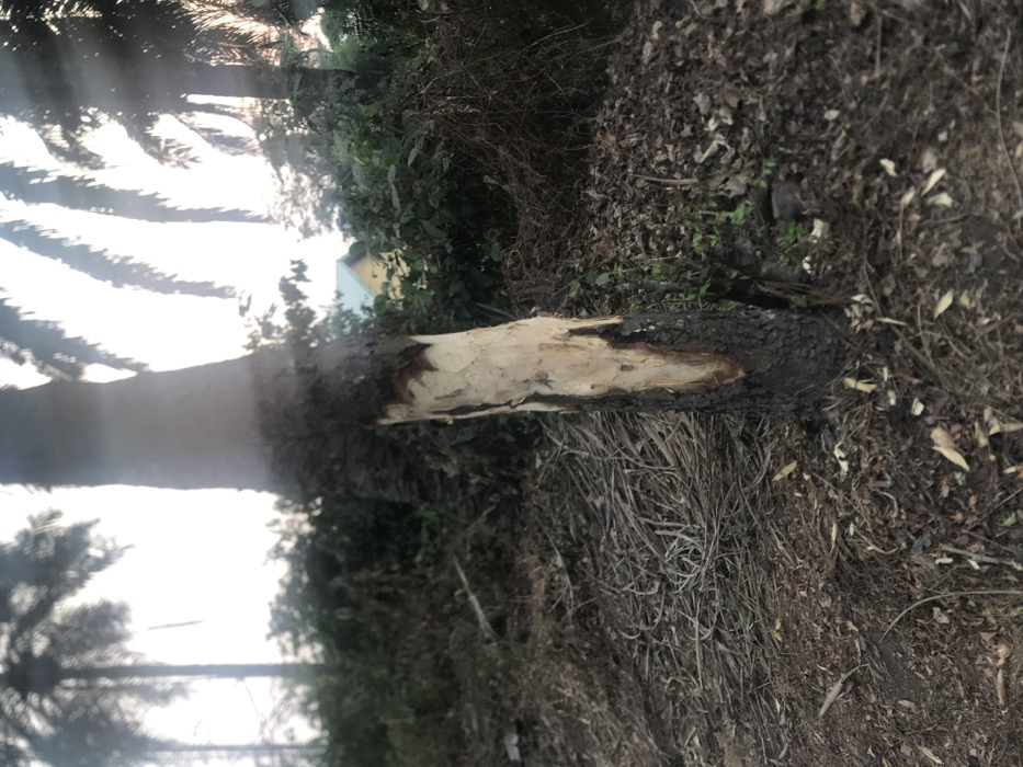 This media file presents an outdoor scene featuring a fallen tree trunk lying horizontally on the ground. A significant portion of the tree trunk's bark has been removed or stripped, revealing a lighter-colored, raw wood underneath, contrasting sharply with the dark bark remaining at its ends. The ground surrounding the log is covered with dried leaves, dark soil, and some scattered dry grasses and green undergrowth.
In the background, tall trees, possibly palm trees, are visible, especially on the left where bright sunlight filters through their fronds, creating a luminous, hazy effect. Beyond the immediate foreground and through denser vegetation, a partial view of a building can be discerned, characterized by a distinct yellow wall and a blue roof.
The scene appears to be set during daytime, indicated by the bright light and the visible sunlight. There are no people present, and no active events are depicted, though the condition of the log suggests it has either fallen naturally or been cut down and processed. The environment appears natural, possibly a forest edge or a semi-cleared area, consistent with the Umudike, Nigeria context. No text is visible in the image.