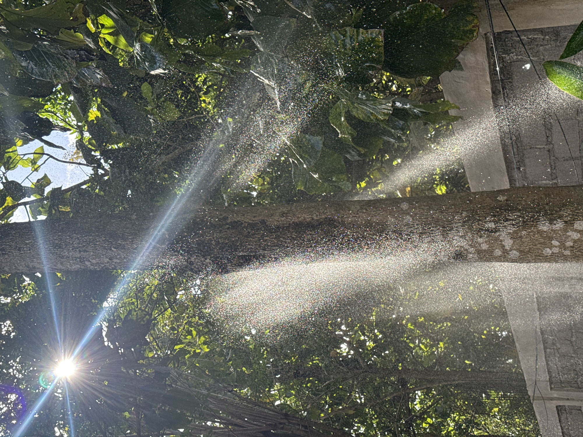 The image shows a scene in Kuta Selatan, Indonesia, looking up into trees with sunlight streaming through the branches. Two horizontal tree branches are visible, and water droplets or mist are illuminated by the sun, creating a sparkling effect. The sun itself is visible in the lower left corner, causing lens flare. A concrete structure is partially visible on the right side of the image. The environment suggests a tropical or subtropical setting. No people or interactions are observed.