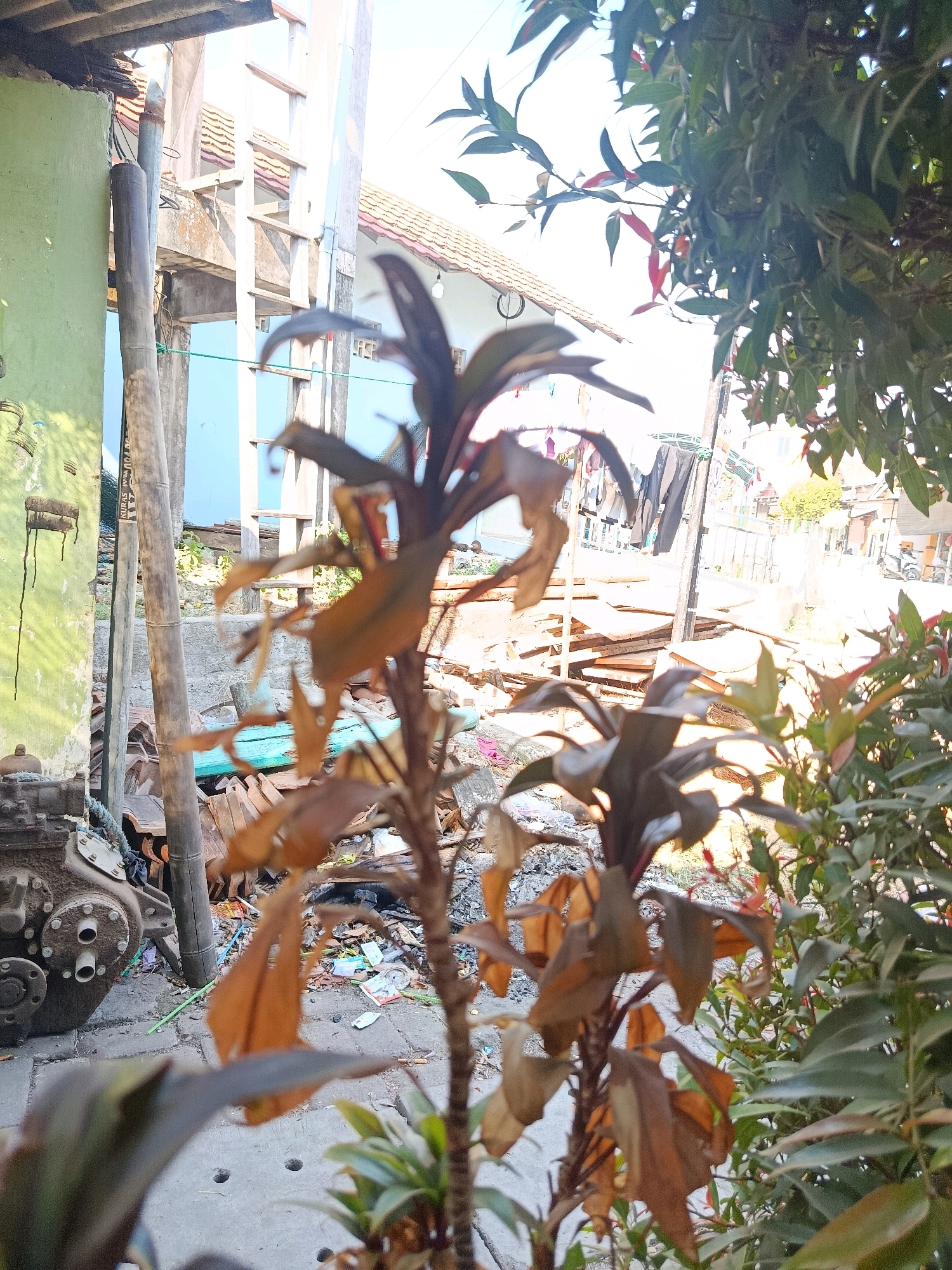 The image depicts an outdoor scene in Jobokuto, Indonesia, with a focus on a partially dried plant in the foreground. The plant has dark leaves that appear to be wilting, with some brown, dried leaves interspersed. Behind the plant, the environment suggests an urban or semi-urban setting with various structures and objects.
On the left side of the image, a green wall is visible, with what appears to be an old industrial machine or engine at the base. A weathered wooden pole stands vertically nearby. Further back, a light blue building is seen with a tiled roof and a wooden structure that resembles scaffolding or an extension.
In the mid-ground, there are stacks of wood and what looks like discarded construction materials or debris. A clothesline with laundry hangs in the background. Beyond this, a street scene unfolds with a few buildings, fences, and a parked motorcycle, indicating a populated area. The overall lighting suggests it is daytime, possibly late morning or early afternoon, with bright sunlight casting shadows. The ground appears to be paved with concrete, and there are some scattered pieces of trash. The atmosphere suggests a somewhat unkempt or utilitarian outdoor space.