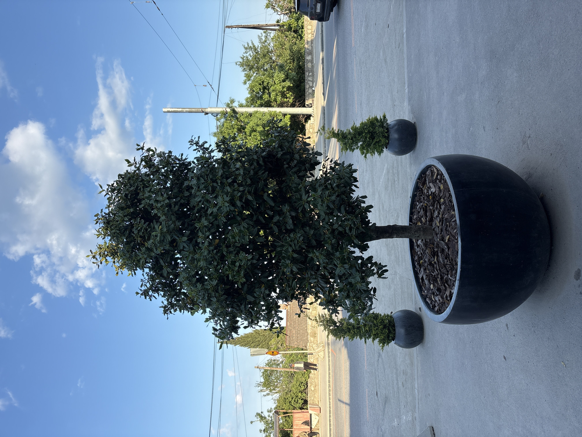 This image captures a street scene in Kiparisnoe, Ukraine, under a clear blue sky with scattered white cumulus clouds. Bright natural sunlight illuminates the area, casting distinct shadows.
In the immediate foreground, a large, dark green broadleaf evergreen tree, possibly a bay laurel, stands centrally within a substantial dark gray or black spherical planter. The soil surface within this planter is covered with bark mulch. To the left and slightly behind this main tree, a smaller evergreen conifer, likely a juniper or thuja, is planted in a similar but proportionally smaller spherical planter. Another identical smaller planter with a conifer is positioned to the right of the main tree, further back. The ground beneath these planters is a light gray paved surface.
Behind the planters, an asphalt road runs horizontally across the midground. Faint orange markings are visible on the road surface. On the far side of the road, a raised sidewalk or pedestrian area is present. To the left, a rustic bus stop structure with a reddish-brown roof and open sides is visible on the sidewalk. A person is partially visible, seated on a bench within this structure. Further right along the sidewalk, another person stands near a yellow circular road sign mounted on a pole, facing towards the right side of the frame.
Various utility infrastructure elements are present: multiple power poles, including a prominent light-colored metal pole centrally located on the right side of the road and a darker wooden pole further right, support an array of overhead power lines that traverse the scene.
To the right side of the image, a dark-colored SUV is parked on the road, facing away from the viewer. Its rear license plate is visible, displaying the characters "O 121 YP" with a two-digit region code, possibly "33", on the far right. The background is characterized by an abundance of green foliage from numerous trees and bushes, including a tall, slender cypress-like tree behind the bus stop structure, indicating a well-vegetated environment.