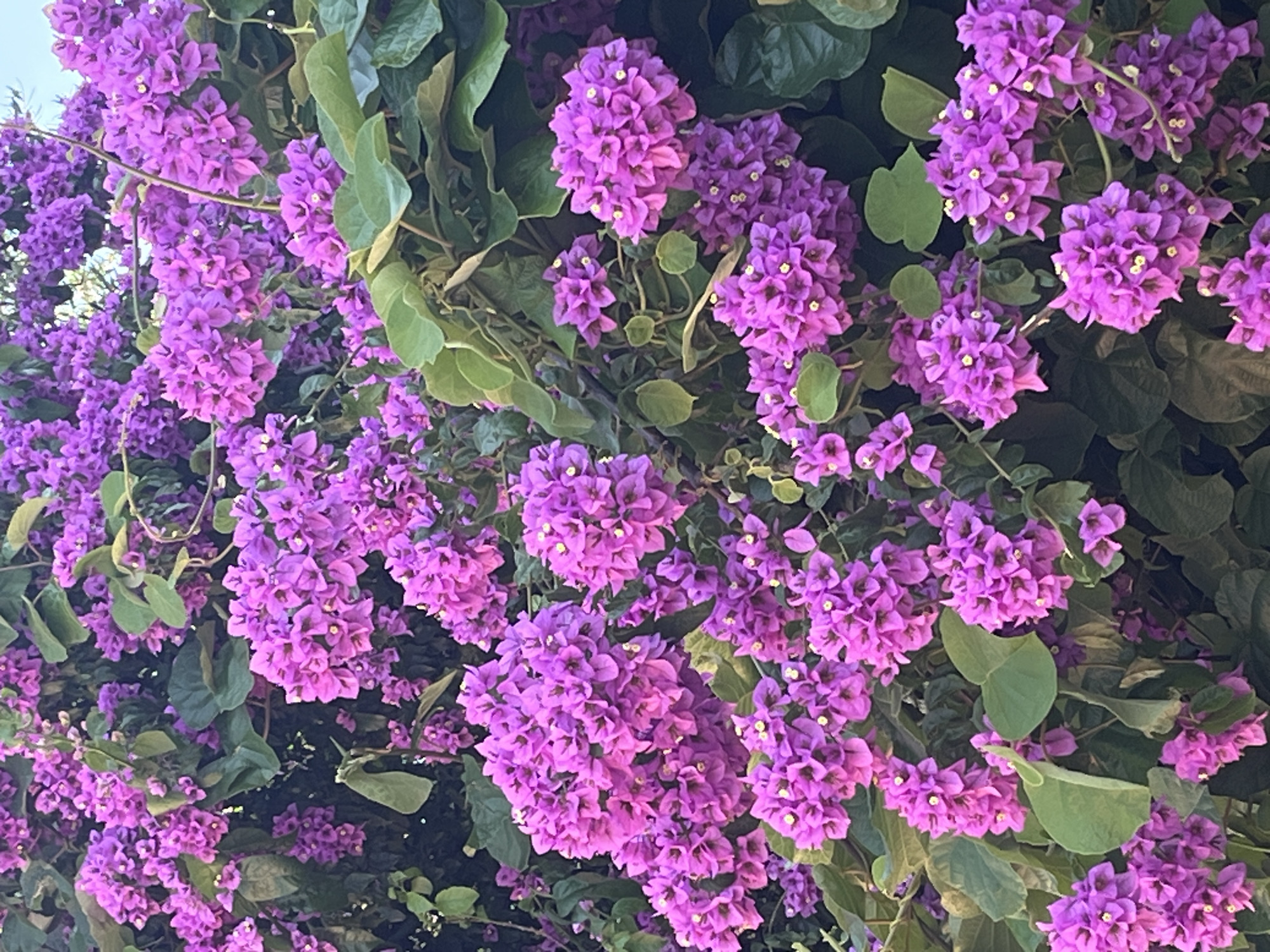 A close-up, eye-level, vertical medium shot captures a dense cluster of vibrant magenta bougainvillea flowers and their deep green leaves. The bougainvillea blooms are tightly packed, forming large bunches of small, papery bracts, with tiny yellow centers visible. The leaves are broad, somewhat leathery, and a rich, dark green. The background consists of more foliage, creating a lush and somewhat shaded effect. The lighting suggests it might be late afternoon or early morning, with a soft glow illuminating the flowers. The image appears to be of a plant in a garden or natural setting, possibly in Budva, Montenegro, known for its Mediterranean flora. There are no people, animals, or man-made objects visible in the frame.