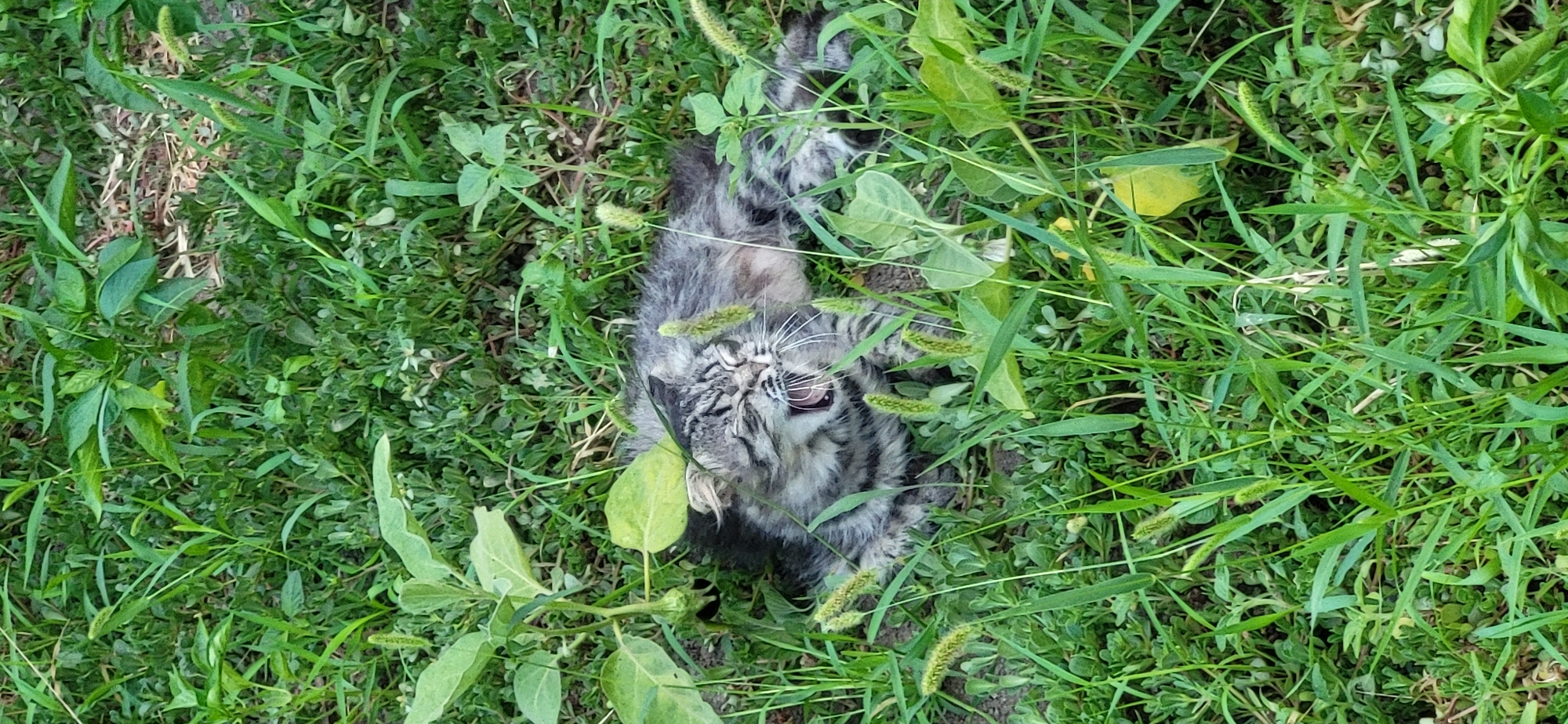 A tabby cat is lying on its back in tall green grass, yawning. The cat's eyes are closed, and its mouth is open wide, revealing its teeth and tongue. The cat's fur is a mix of gray, black, and white stripes. It is surrounded by various green plants, including some with broad leaves and others with thin, blade-like leaves. The scene is outdoors in what appears to be a natural or semi-natural environment. The image does not contain any visual elements that indicate its location within the city of Taldykorgan, Kazakhstan.