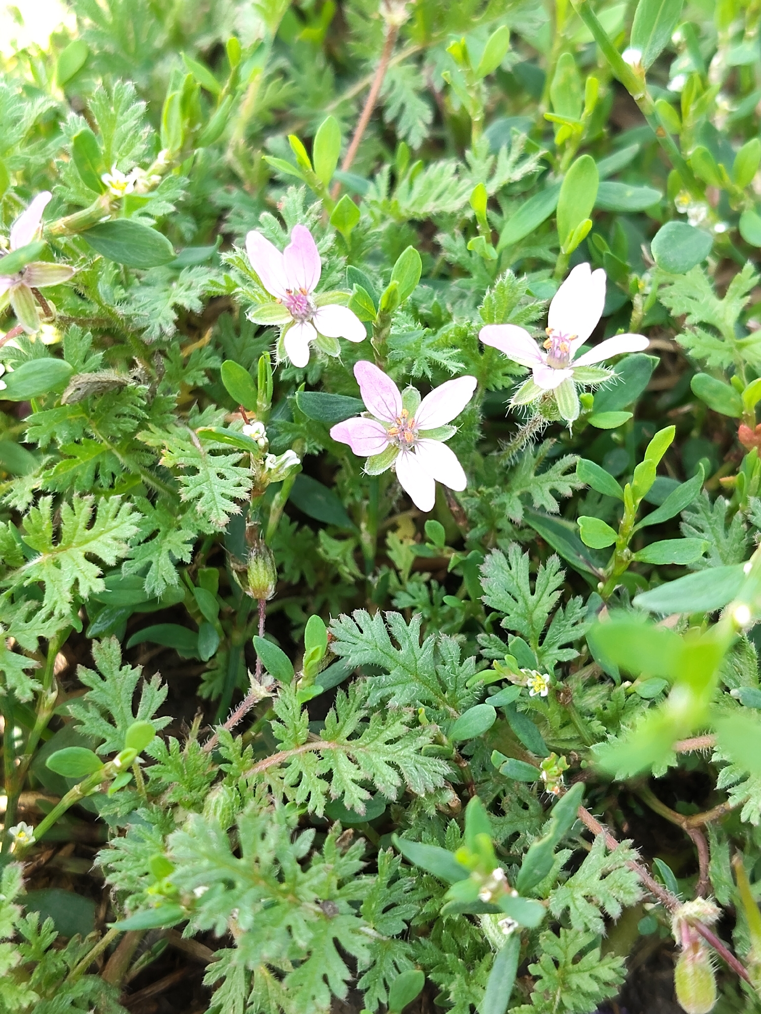 The image displays a close-up view of a patch of ground covered in green foliage and small pink and white flowers. The leaves are varied in shape, with some being deeply lobed and others smooth and oval. The flowers are delicate, with some having five pink petals and others appearing white with yellow centers. The overall impression is of a wild, natural area, possibly a garden or roadside in a rural setting. The lighting suggests it is daytime, with sunlight dappling through the leaves. There are no people or animals visible in the image. The scene is likely located in Mîndîc, Moldova, given the prompt.