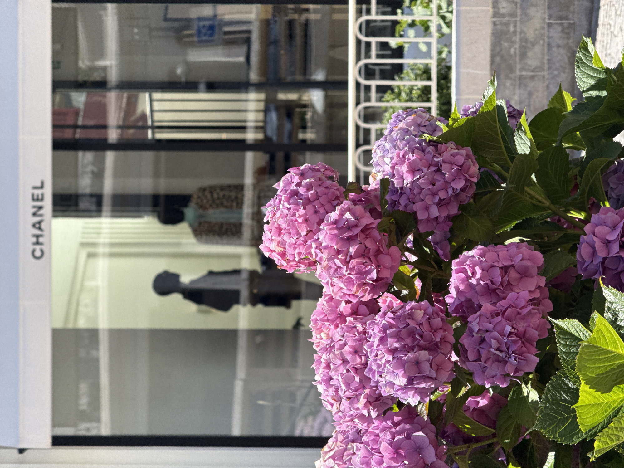 In the city of Biarritz, France, a Chanel store window is reflected in the glass, displaying two mannequins. The sign "CHANEL" is visible above the window. In the foreground, a vibrant cluster of pink and purple hydrangeas blooms, with lush green leaves providing a natural contrast to the store's facade. The scene is illuminated by bright sunlight, casting shadows and highlighting the textures of both the flowers and the architectural elements. A white railing with arched details separates the storefront from the sidewalk area.