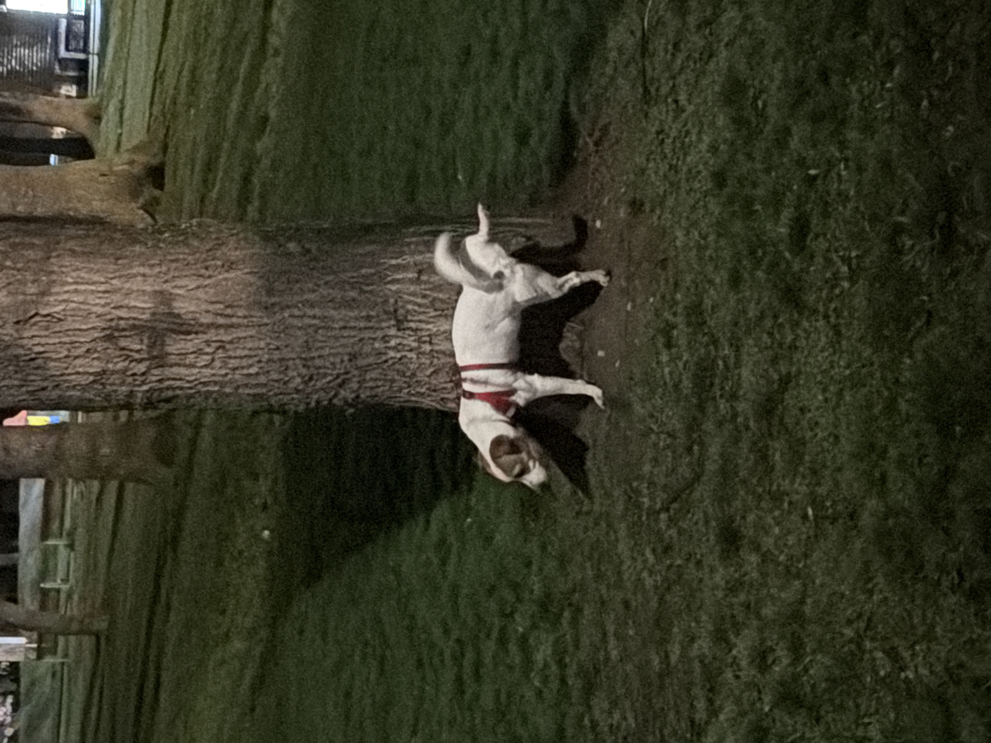 A dog is lying on the ground near a tree in a grassy area. The dog has a red collar. The location may be in Sofia, Bulgaria. The image was taken at night or in low-light conditions.