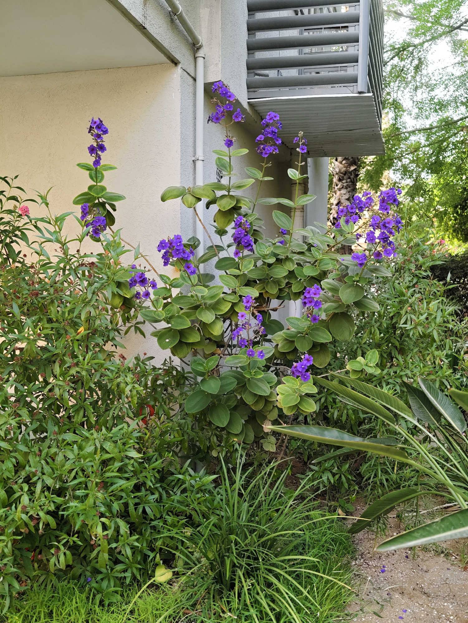 The image depicts a close-up view of a building exterior with lush vegetation in the foreground and mid-ground. A light-colored textured wall is visible on the left, with a grey metal balcony structure extending from the building above. Several plants with vibrant purple flowers are prominently featured, growing vertically along the wall and spilling outwards. These plants have numerous green leaves. To the left of the purple-flowered plants, there is another bush with smaller pink flowers and many developing buds. The ground in the lower portion of the image is covered with a mix of green grass and some dry soil with scattered small purple flower petals. In the background, leafy green trees are visible, suggesting an outdoor setting. The scene is likely located in Tel Aviv, Israel, given the context. There are no people or animals visible in the image.