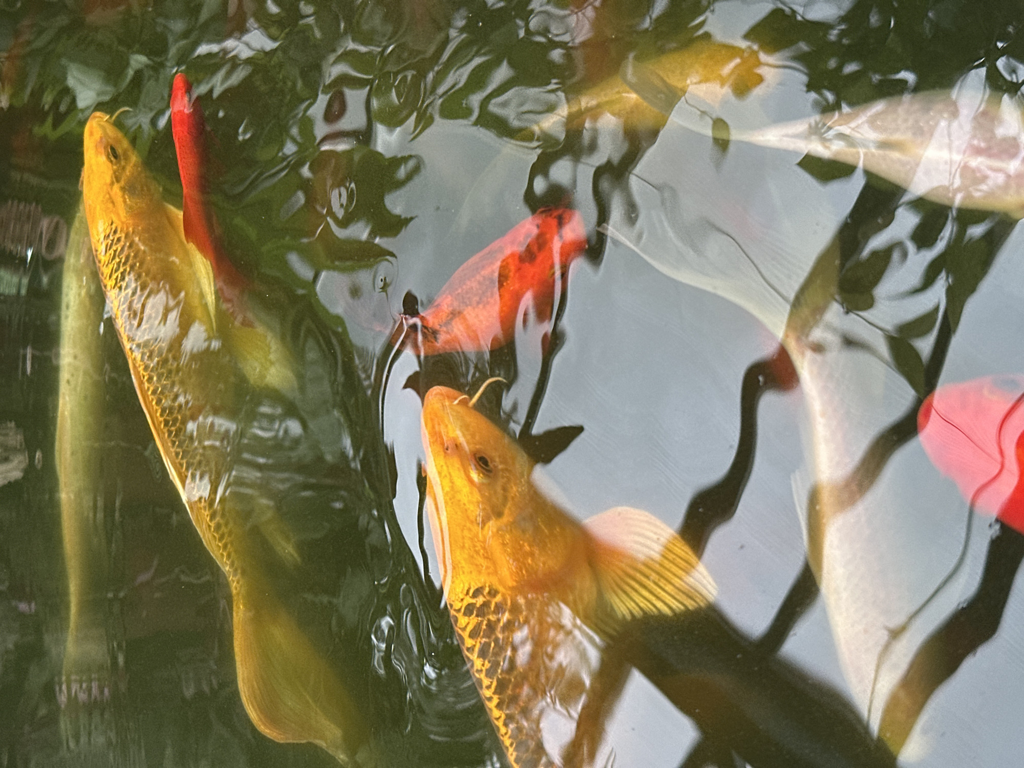 A close-up, overhead shot displays a collection of koi fish swimming in a pond. The water is murky green and reflects the surrounding foliage, creating abstract patterns. The dominant colors are various shades of gold, orange, and red, interspersed with darker green shadows. Several koi are visible: one large golden koi dominates the upper portion of the frame, with its scales detailed and its body partially submerged. Below it, another golden koi is positioned on the left, its head and pectoral fin clearly defined. A vibrant red fish swims near the golden koi, adding a striking contrast. In the lower half of the image, parts of other koi, including a white one, are visible, along with hints of red objects that could be decorations or other fish. The lighting suggests it is daytime, with the sunlight filtering through the water and creating highlights on the fish. The image appears to be taken in an outdoor setting, possibly a garden or park pond. There is no indication of a specific location within Moscow, Russia.