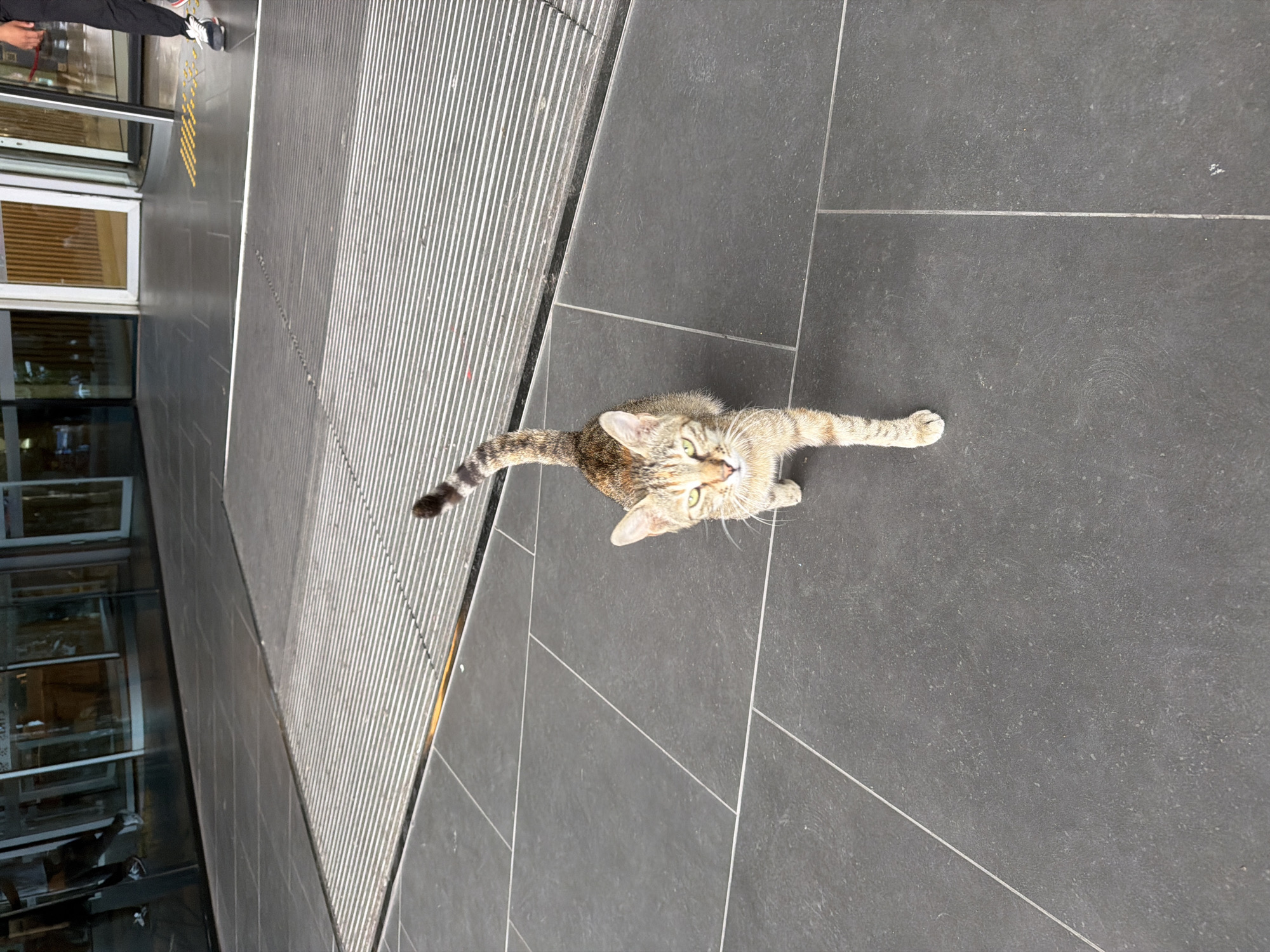 A medium shot captures a tabby cat standing on dark grey tiled flooring. The cat is facing the camera, with its body angled slightly to the left. Its tail is held high and curved, with visible dark rings. The cat has green eyes and appears to be alert. In the background, a metal grate runs horizontally across the frame, and beyond that, a glass-fronted building with revolving doors is visible. The lighting suggests it is daytime. No specific location in Tekirdağ, Turkey is identifiable from the image.