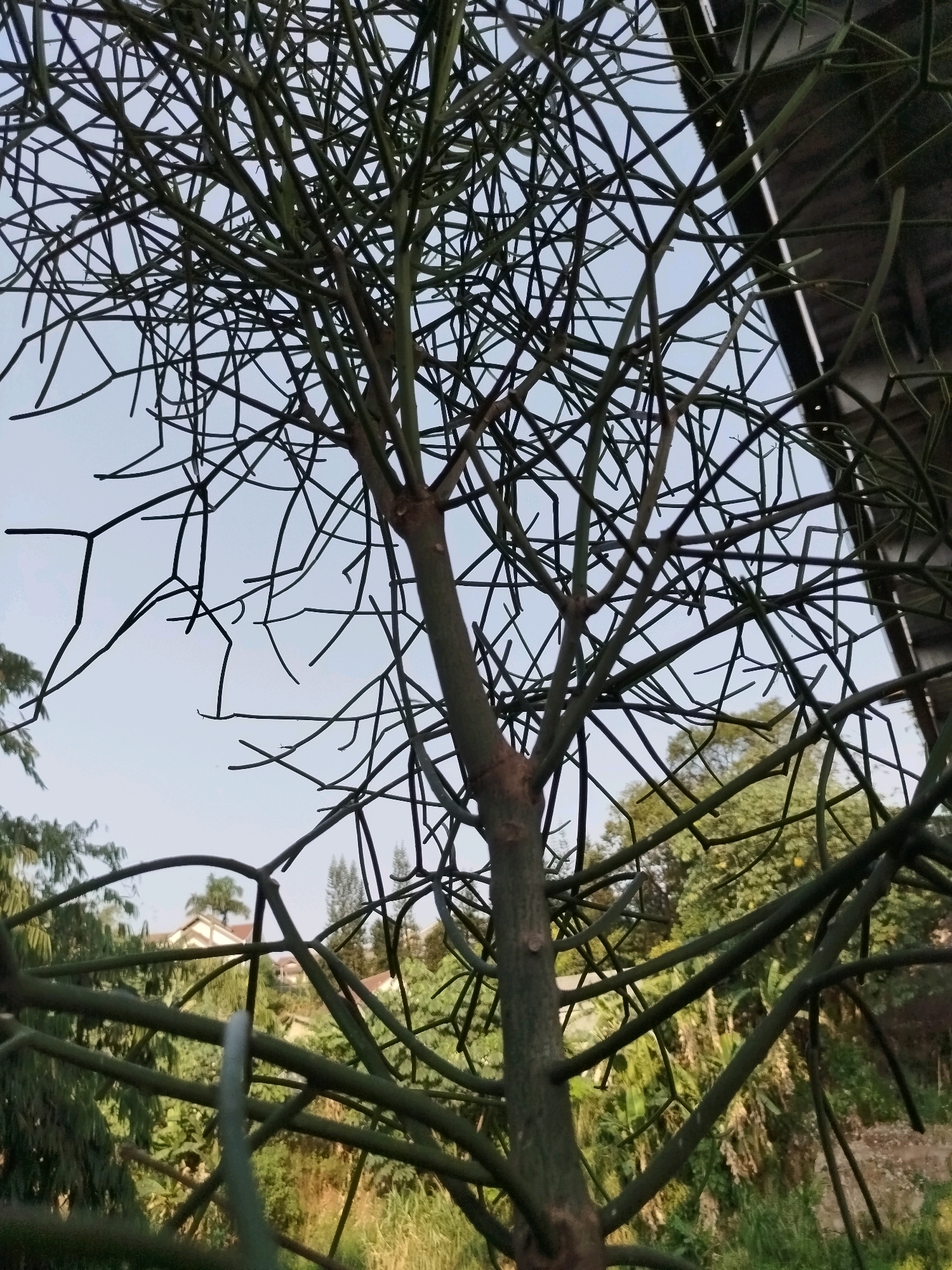 The image shows a close-up of a pencil cactus plant, with its intricate network of green stems and branches. The plant's thorny structure is set against a blurred background of lush greenery, including trees and some houses. The lighting suggests it's daytime, possibly late afternoon given the soft light. The composition is framed by the branches of the plant itself, creating a sense of depth. The location is identified as Depok, Indonesia.