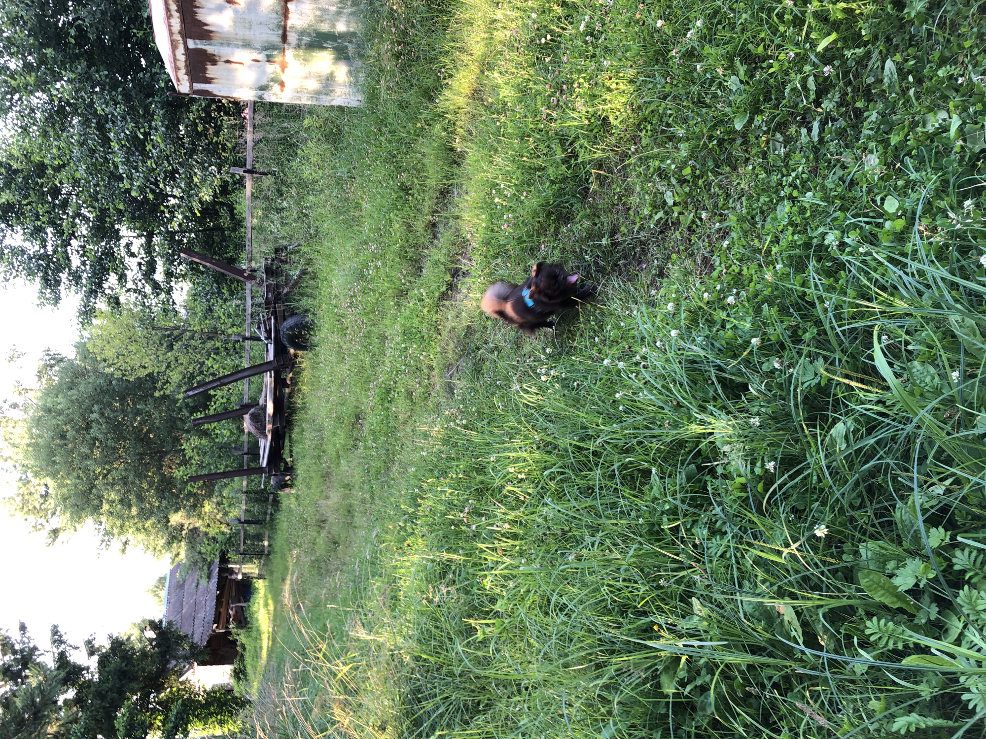 The image depicts an outdoor scene with a small, dark-colored dog with a blue collar walking through tall grass. The dog's tongue is visible, suggesting movement or exertion. In the background, a dilapidated wooden structure resembling a shed or barn sits amongst lush greenery and trees. Further back, a weathered, rusty metal tank or container is visible on the right side of the frame. The environment appears to be rural or semi-rural, possibly on the outskirts of a village. There is no indication of Makeikha, Russia, in the image itself.