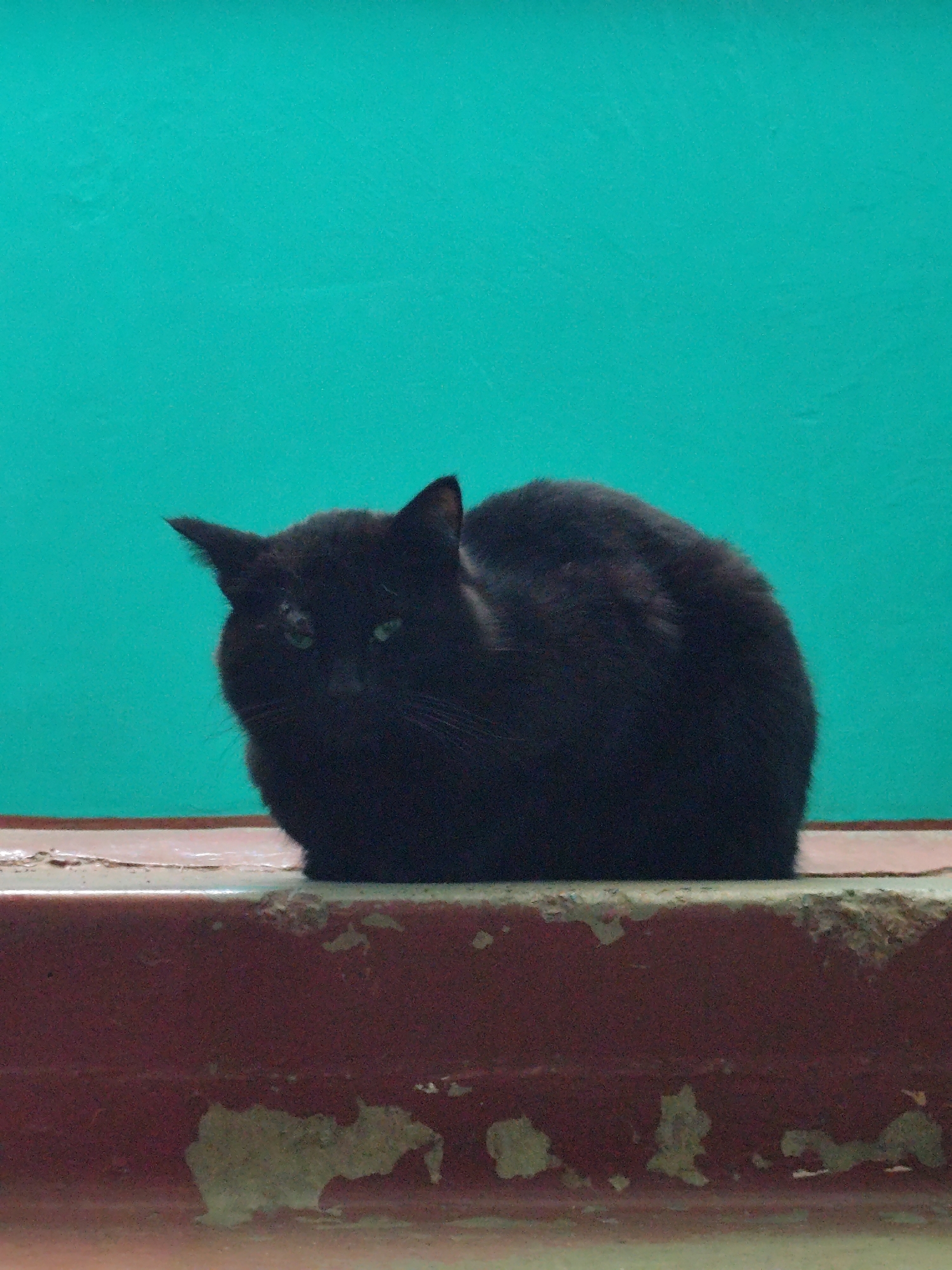 A black cat sits on a maroon painted ledge against a turquoise wall. The paint on the ledge is chipped and peeling. The cat is facing forward and to the left with its ears perked. The location cannot be determined.