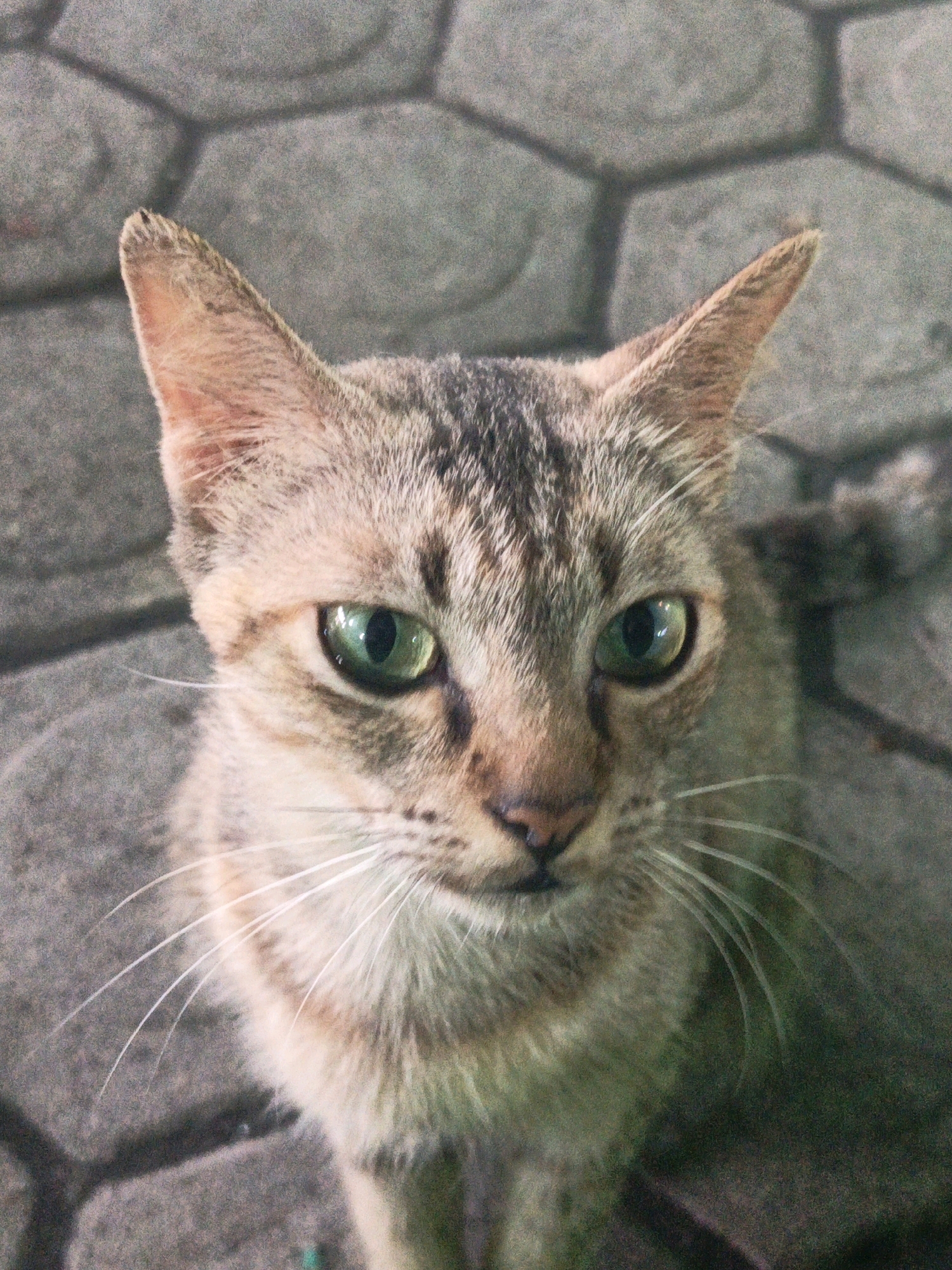 A close-up, eye-level shot shows a tabby cat with striking green eyes and white whiskers looking directly at the camera. The cat's fur is a mix of grey, brown, and tan stripes, with a lighter colored chest and chin. Its ears are pointed and alert. The background consists of hexagonal pavers, suggesting an outdoor urban environment. The image appears to be taken in Unknown, Indonesia, based on the provided context.
