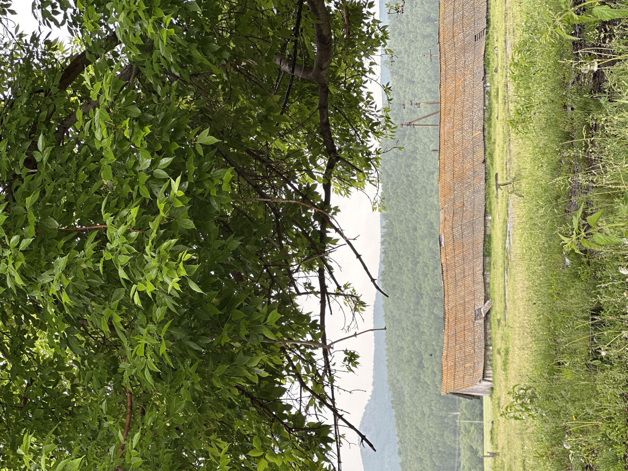 The image depicts a rural landscape in Abzakovo, Russia. A large tree with lush green leaves dominates the foreground, its branches extending across the top half of the frame. Beneath the tree, in the mid-ground, is a long, weathered building with a rusty, corrugated roof. The building appears to be a barn or storage facility, constructed of wooden planks. A gentle slope of green hills covered in dense forest rises in the background, fading into a hazy sky. The ground in front of the building is a field of tall, wild grass. The scene suggests a quiet, natural setting, characteristic of the countryside surrounding Abzakovo.