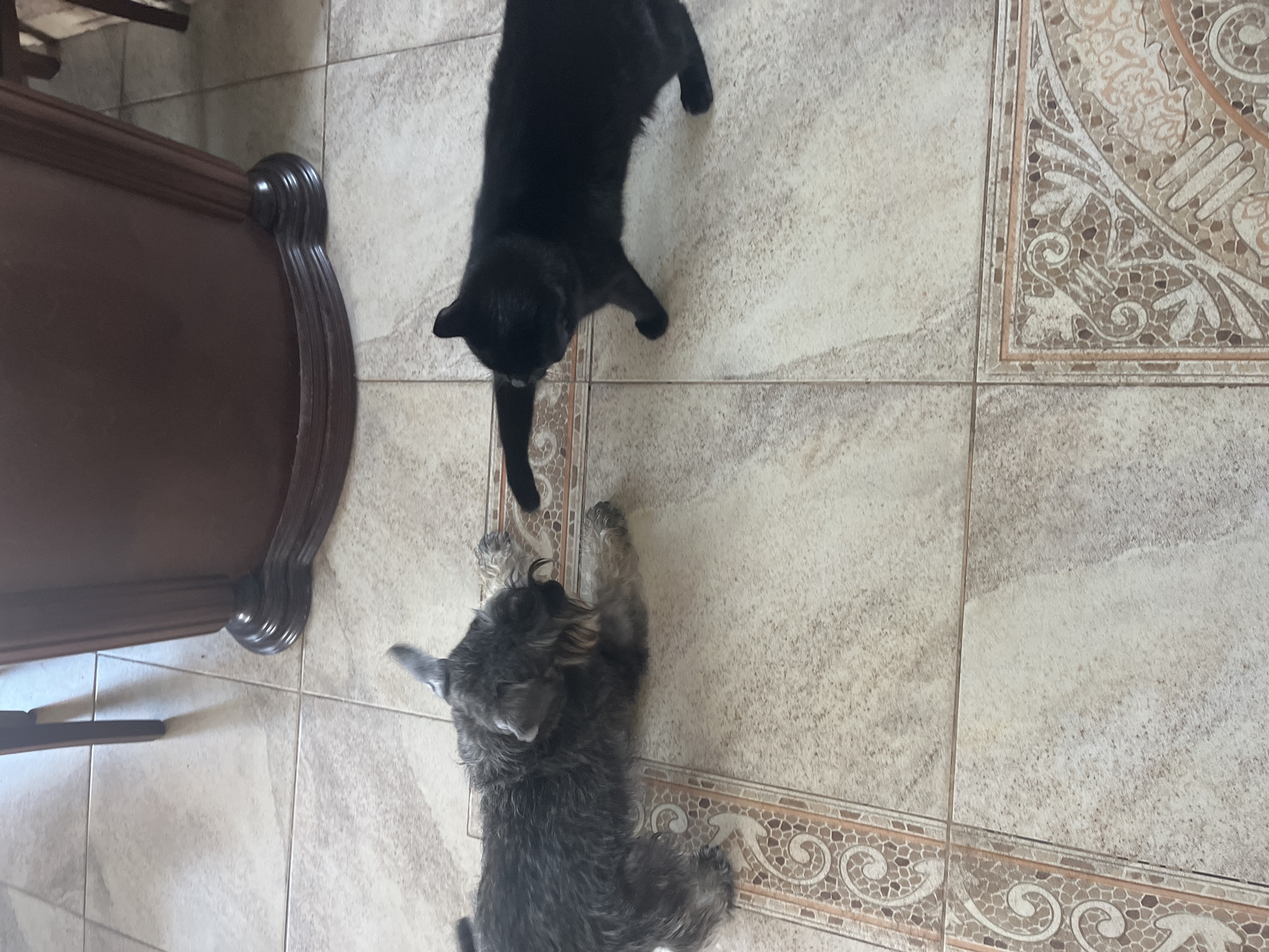 The image depicts a black cat and a schnauzer-type dog interacting on a tiled floor. The dog is lying down, facing the cat. The cat is standing, extending its paw towards the dog. The floor tiles are beige with decorative borders. In the background, the leg and base of a dark wooden piece of furniture, possibly a cabinet, are visible. The lighting suggests an indoor environment. The image does not provide any information about the city of Vladimirovka, Russia.