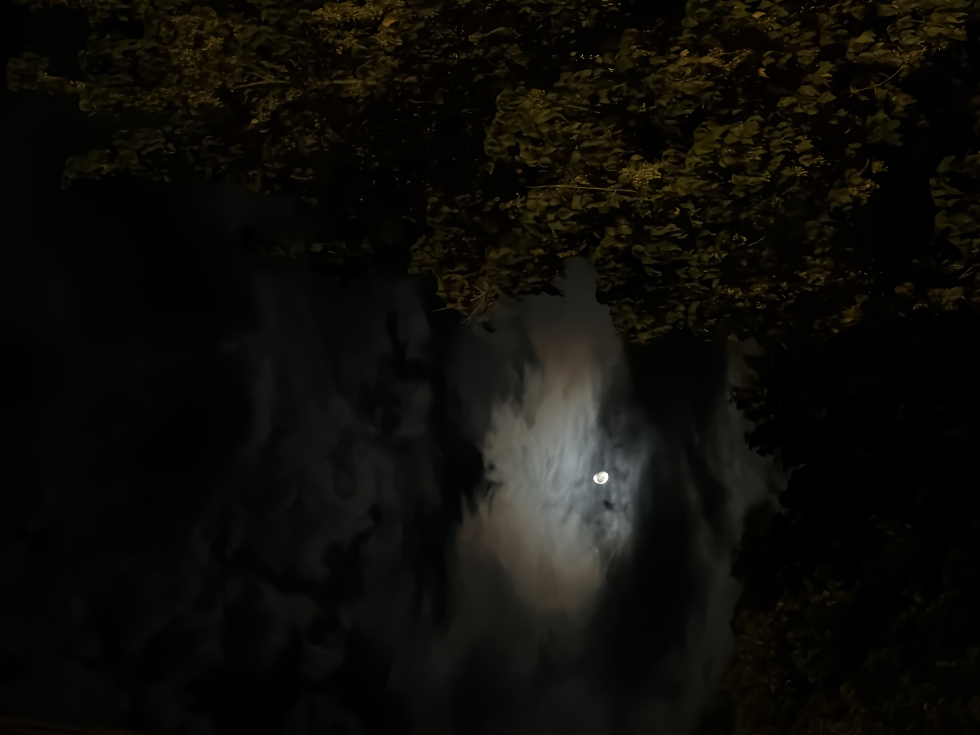 The image depicts a nighttime scene with a full moon partially obscured by clouds. The moon is visible in the upper left quadrant of the image, emitting a soft glow. Dark, wispy clouds swirl around the moon, creating a dramatic contrast with its brightness. In the foreground, on the right side of the image, a dense tree with dark green leaves is illuminated by an unseen light source, giving its foliage a yellowish-green hue. The rest of the scene is in deep shadow, suggesting a natural or semi-natural environment, possibly a park or garden within the city of Barro, Spain. There are no people or discernable structures visible in the frame.