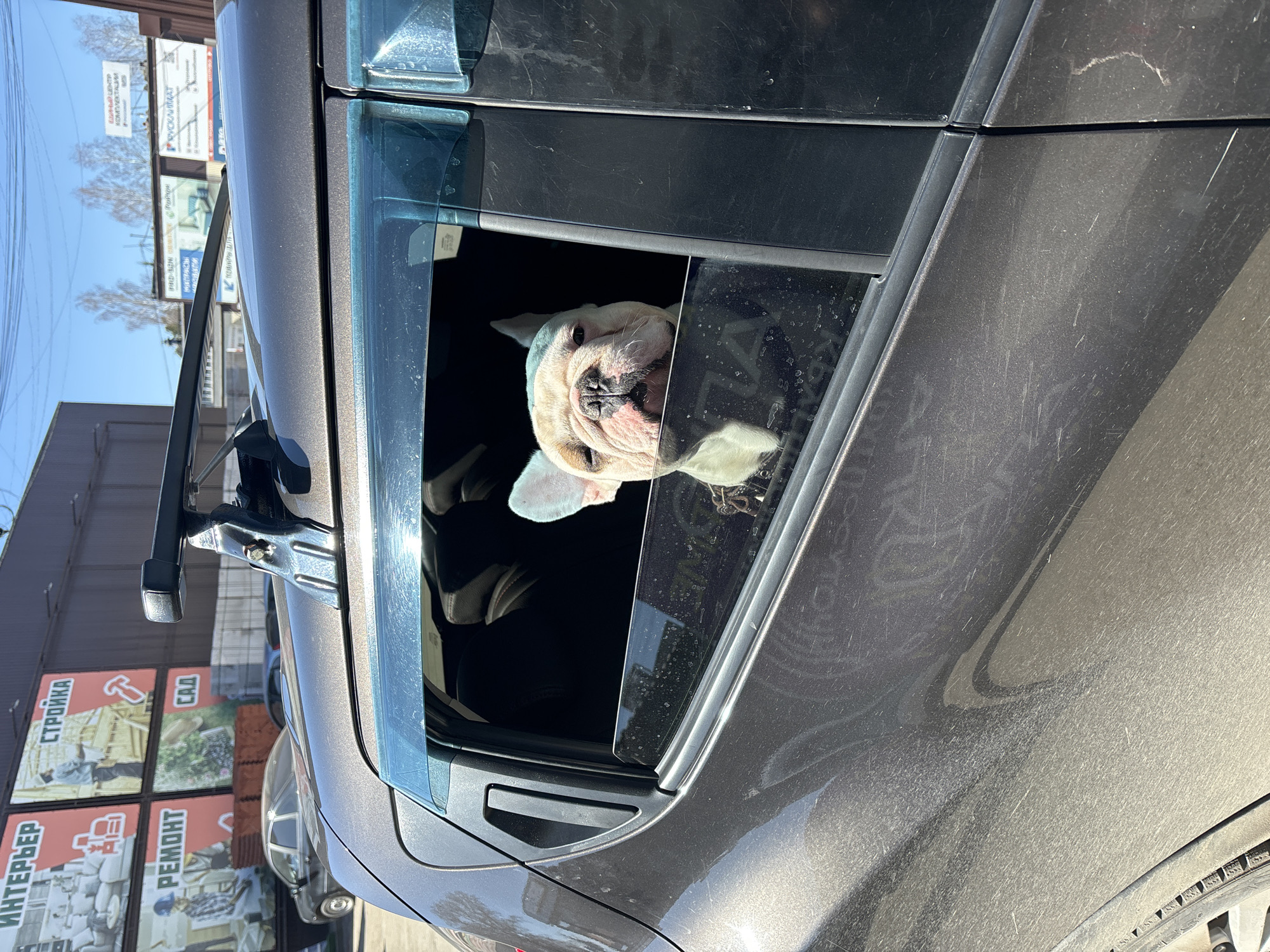 A light-colored bulldog is looking out of a partially open car window. The car is parked in front of a building with large advertisements in Russian, including the words "СТРОЙКА", "САД", "ИНТЕРЬЕР", and "РЕМОНТ", which translate to "Construction", "Garden", "Interior", and "Repair" respectively. The location is assumed to be in the city of Chaikovsky, Russia.