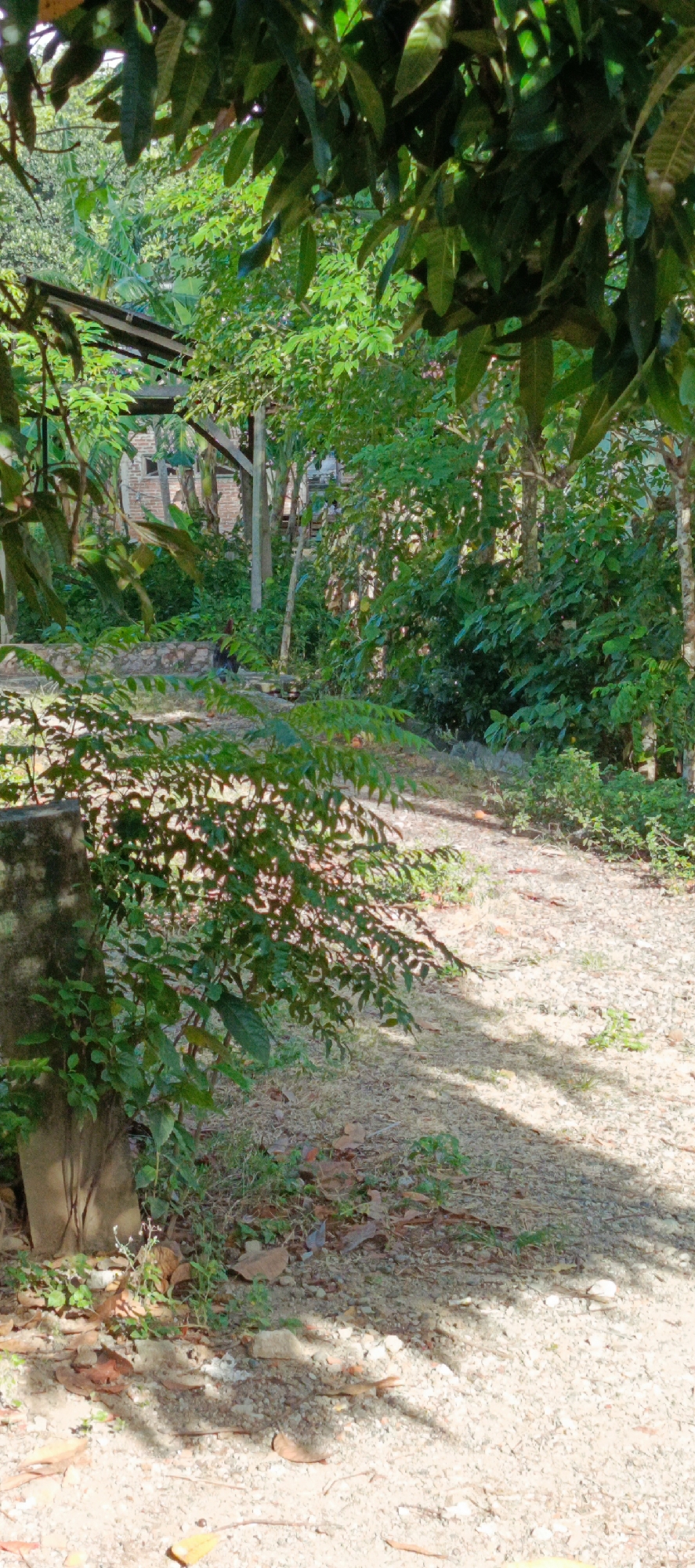The image depicts an outdoor scene with abundant vegetation. A dirt path winds through the foreground, with shadows cast by foliage dappling the ground. To the left, a rough, concrete-like structure is visible, partially obscured by lush green plants. In the mid-ground, behind a low stone wall, a rooster with dark and reddish-brown plumage stands near a cluster of trees. Beyond the rooster, a brick structure with a wooden frame can be seen, partially covered by dense foliage. The environment appears to be a rural or semi-rural area within Pashiebeutong, Indonesia, characterized by tropical plants and a rustic setting.