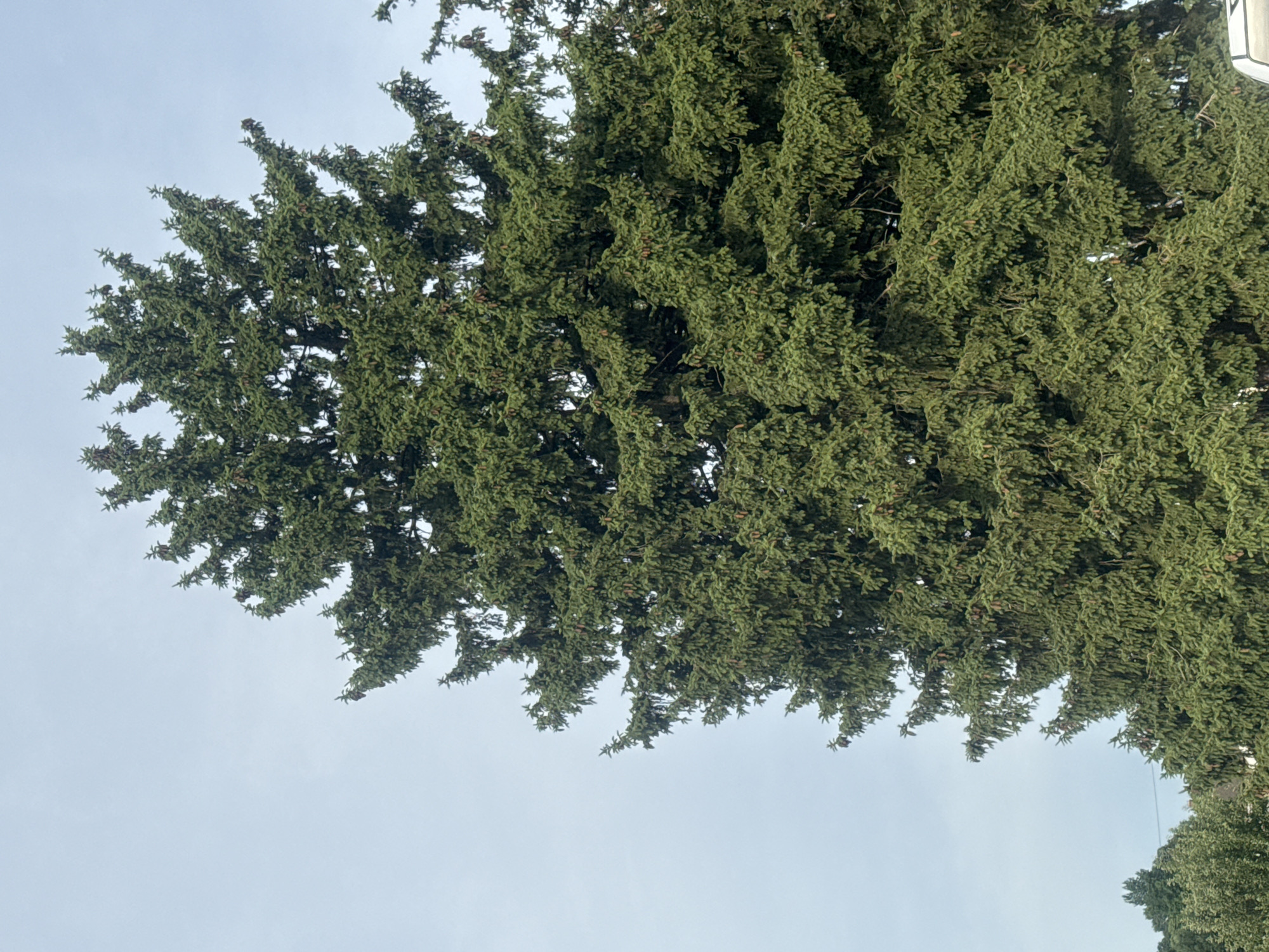 A large, dense evergreen tree dominates the frame, its branches laden with green needles and small brown cones, extending upwards against a pale, overcast sky. The tree's lower section is partially obscured by other foliage and structures not fully visible. The scene is set outdoors with no discernible human presence or activity, and the overall impression is one of natural growth within an urban or suburban setting.