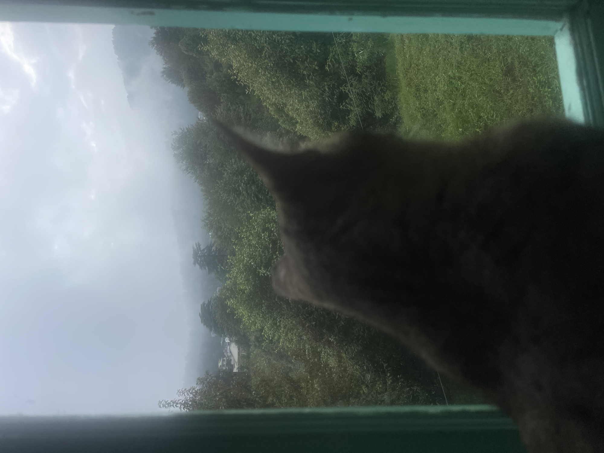 An overcast view from a window looks out onto a misty, green hillside. The foreground is dominated by the blurry back and head of a dark-colored cat, facing away from the viewer and towards the window. The cat's ears are pointed upwards. The window frame is painted a teal color and is partially visible on the left and right sides of the image. Beyond the cat, the scene depicts a dense forest of green trees, some of which reach up the hillside. In the distance, a few buildings with light-colored roofs are visible nestled amongst the trees, suggesting a small settlement. The mist softens the edges of the landscape, creating a dreamy and atmospheric effect. The environment suggests a rural or semi-rural setting, likely Bhagsu, India, given the lush greenery and hilly terrain.
