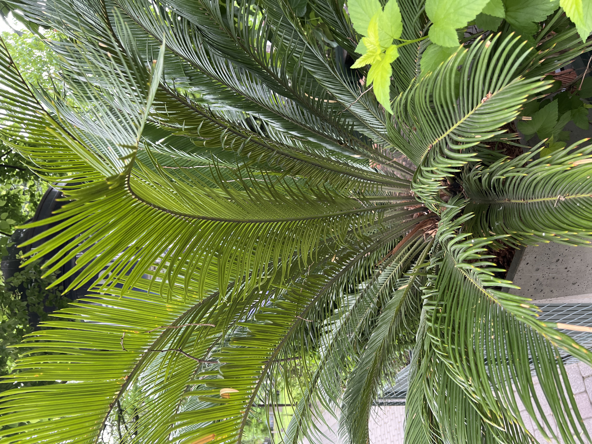 The image shows a close-up, high-angle view of a Cycas revoluta, commonly known as a sago palm, planted outdoors. The palm's fronds are predominantly green, with some showing a slight yellowing or browning at the tips. The plant is surrounded by other greenery, including leafy plants with bright green leaves. The sago palm appears to be in a pot. In the background, there are glimpses of a paved area, possibly a sidewalk or courtyard. The location is deduced to be the city of Krasnodar, Russia. The image is focused on the plant life, with minimal details of the urban environment visible. There are no people depicted.