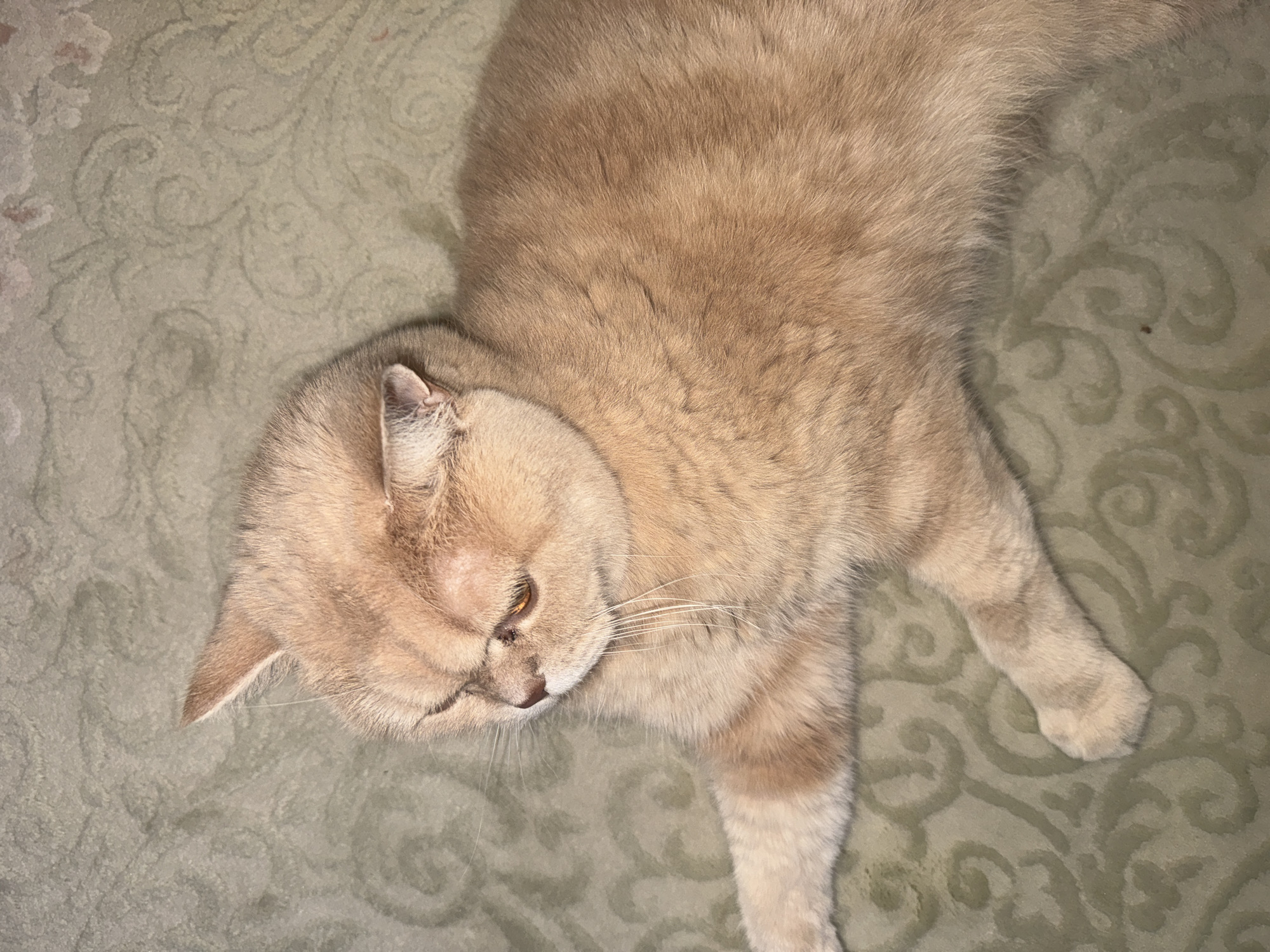A tan cat lies on a patterned green surface. The cat is positioned at the top center of the frame, with its head turned towards the lower left corner. One paw is extended towards the lower right, and the cat's body stretches diagonally across the image. The background is a muted green with a subtle swirl pattern.