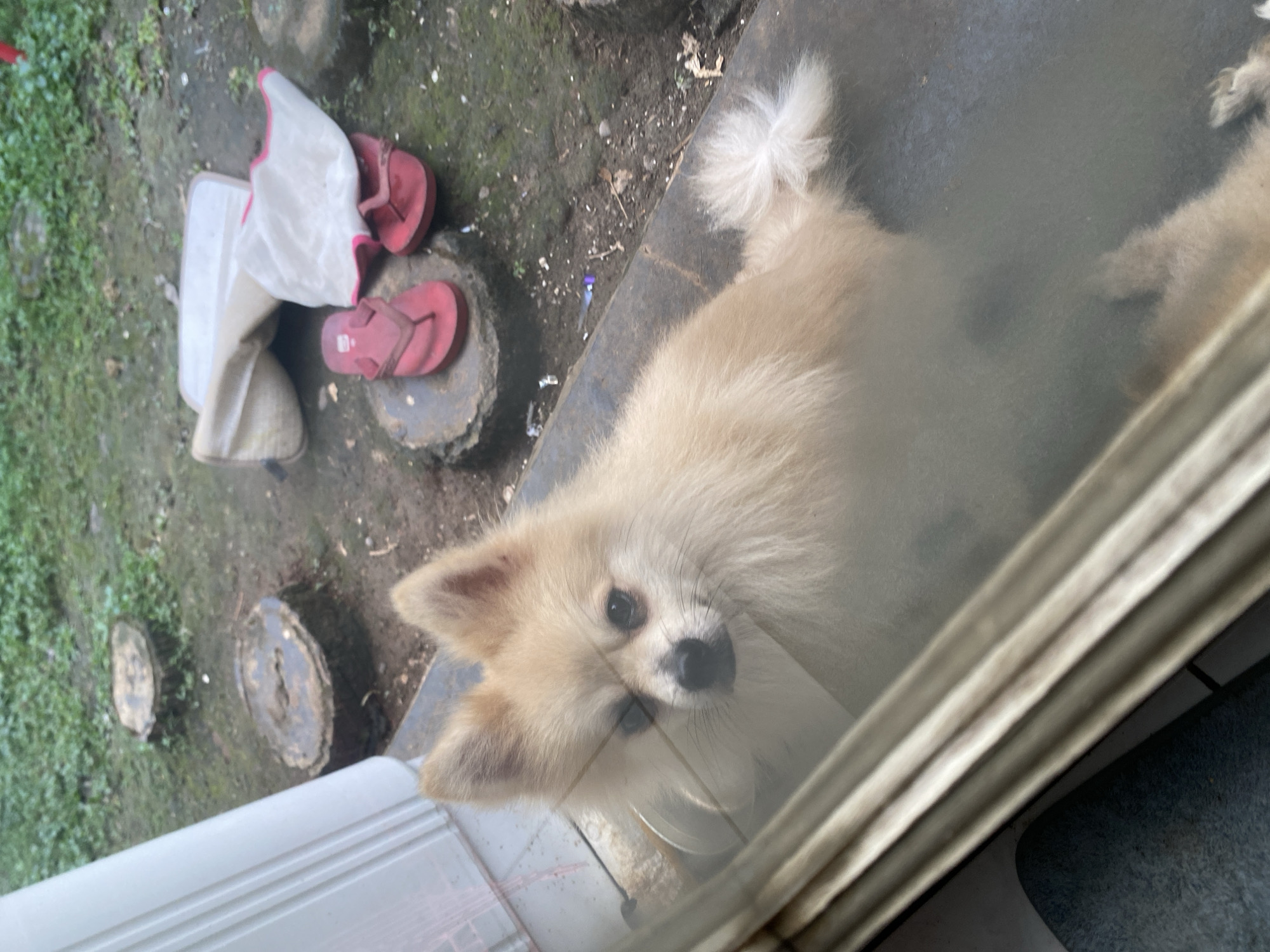 A light-colored Pomeranian dog is visible through a window, looking outward. The dog has fluffy fur and is mostly in focus, with its face clearly visible. Outside the window, there is a rough, natural environment with dirt and patchy grass. Several objects are scattered on the ground, including two tree stumps, a beige bag, and two red flip-flops. The overall scene suggests an outdoor setting, possibly a yard or a less maintained area. The image does not provide specific details about the location in Dukuh, Indonesia, beyond implying an outdoor setting.
