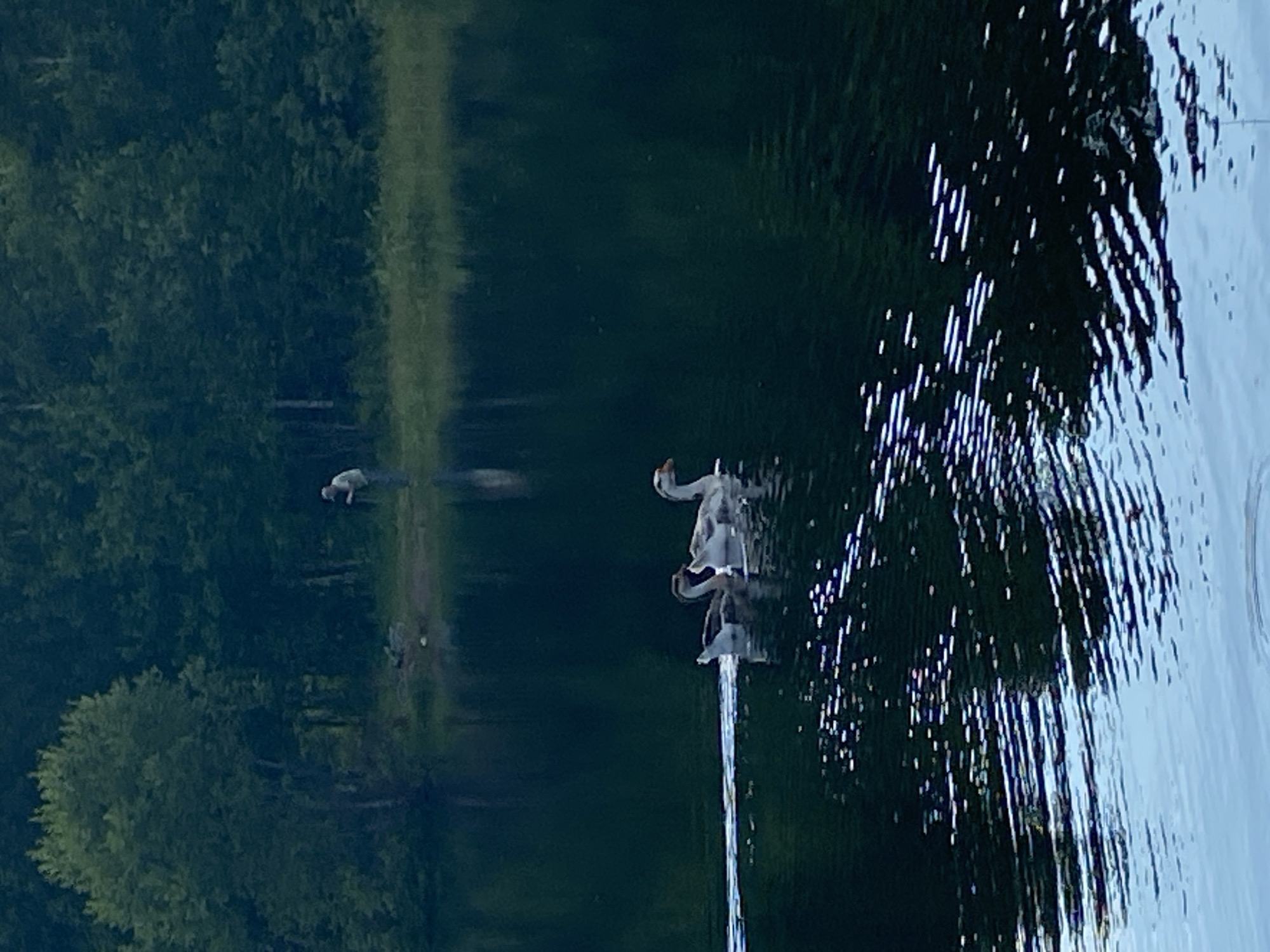 In Novyi Ural, Russia, a still body of water reflects a densely forested shoreline under a dusky sky. In the foreground, two geese swim in parallel, leaving a faint wake. Their feathers are a mix of white and brown, and their necks are long and slender. In the background, a lone person stands on the bank, facing away from the camera, appearing to be fishing or observing the water. The trees are tall and green, creating a dark silhouette against the lighter sky. The overall mood is serene and peaceful.