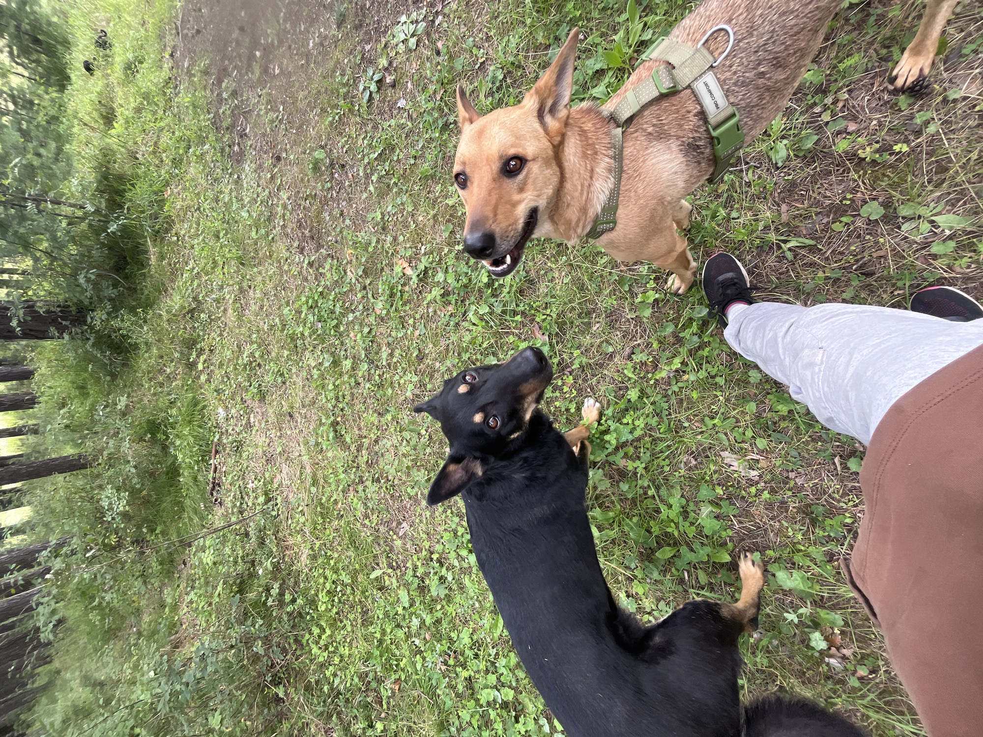In Nizhny Tagil, Russia, two dogs are interacting in a forest clearing. The dog on the left is predominantly black with tan markings on its face and paws. The dog on the right is a lighter brown color and is wearing a green harness with the text "PRO COMFORT" visible. Both dogs are looking upwards, presumably at the photographer. The ground is covered in green grass and some fallen leaves. The background consists of trees and foliage, indicating a natural, wooded environment. A person's legs, wearing grey sweatpants and brown shorts, are visible in the lower part of the frame, with one foot in a black sneaker.