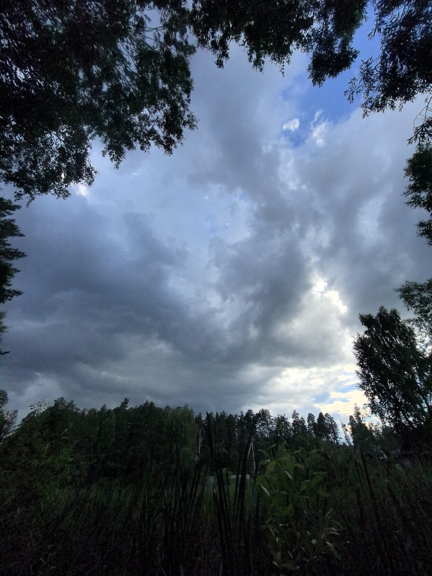 The image depicts a dramatic sky over a dense forest line. Dark, heavy clouds dominate the upper portion, with patches of brighter sky and sunlight breaking through in the center, creating a dynamic contrast. The edges of the frame are defined by the dark silhouettes of tree branches and leaves. Below the sky, a thick, dark green forest stretches horizontally, with the tops of various trees visible. In the foreground, tall, dark reeds or grass stalks are densely packed, obscuring the ground level. The overall impression is one of nature at dusk or before a storm, with the location being Noviy, Russia. No people or specific man-made structures are clearly identifiable within the scene.
