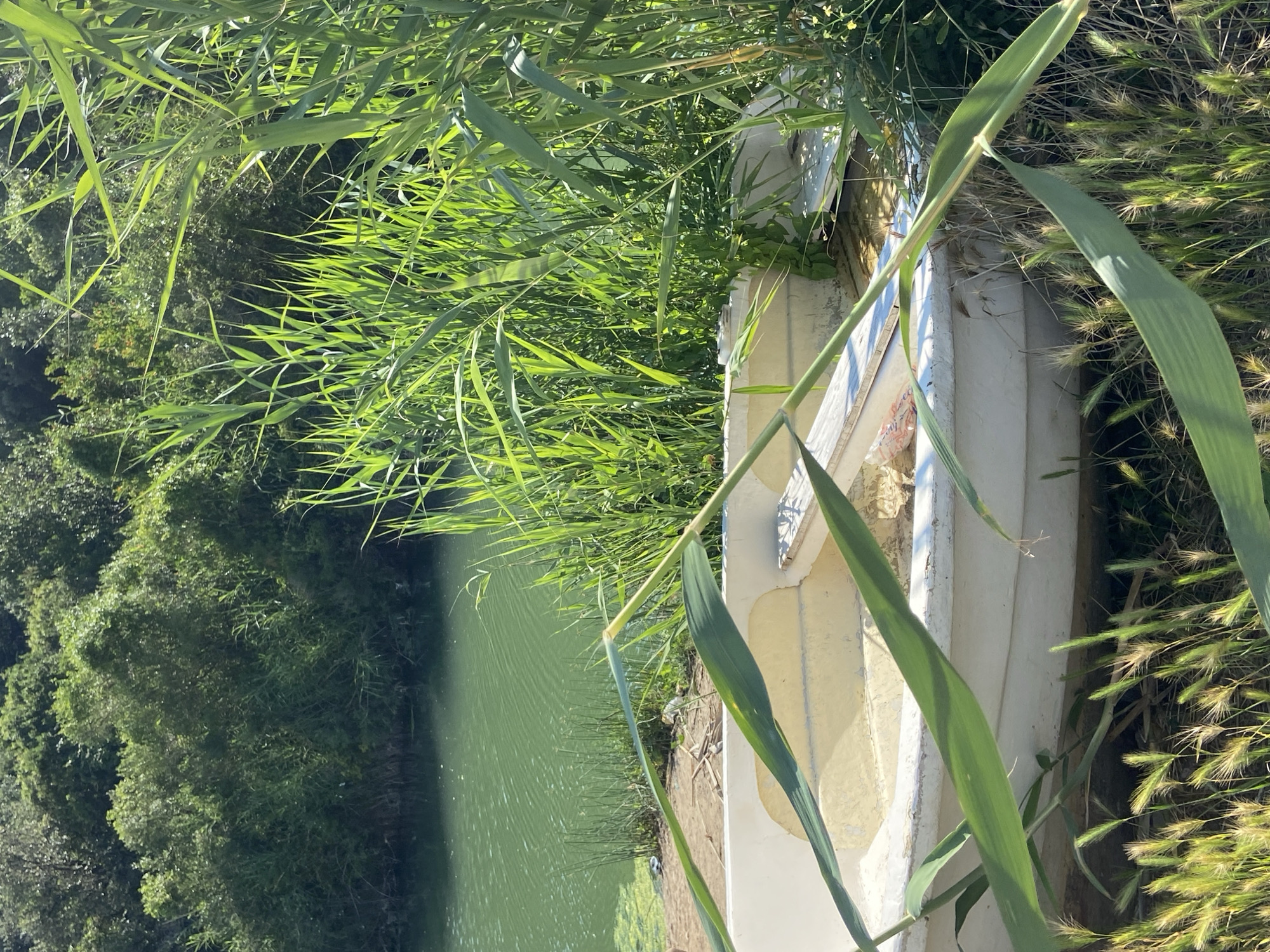 A white rowboat, partially filled with water, rests on a dirt bank beside a green body of water, likely a river or bay. Tall green reeds and foliage surround the boat, with a dense forest visible in the background. The scene is set in Prijevor, Montenegro. There are no people or animals visible in the image.