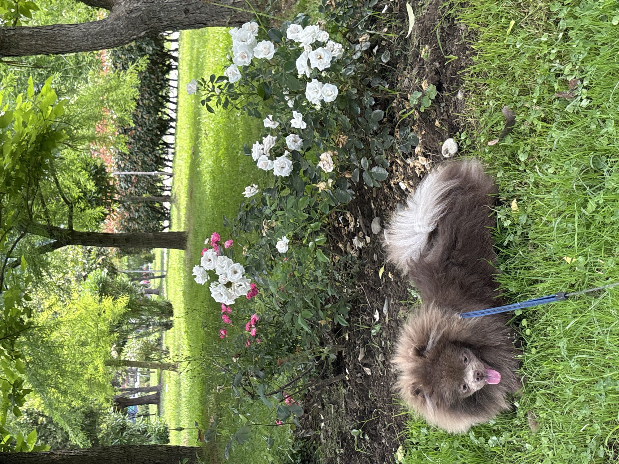 A medium shot captures a fluffy, brown Pomeranian dog lying on a green grassy lawn in a park. The dog's tongue is lolling out of its mouth, and it has a blue leash attached to its collar. Behind the dog, a rose bush with white and pink flowers blooms in dark soil. The background is filled with lush green trees, creating a dappled sunlight effect. The scene appears to be a serene outdoor setting, likely a public park in Batumi, Georgia, given the abundant greenery and mature trees characteristic of the region's urban landscaping.