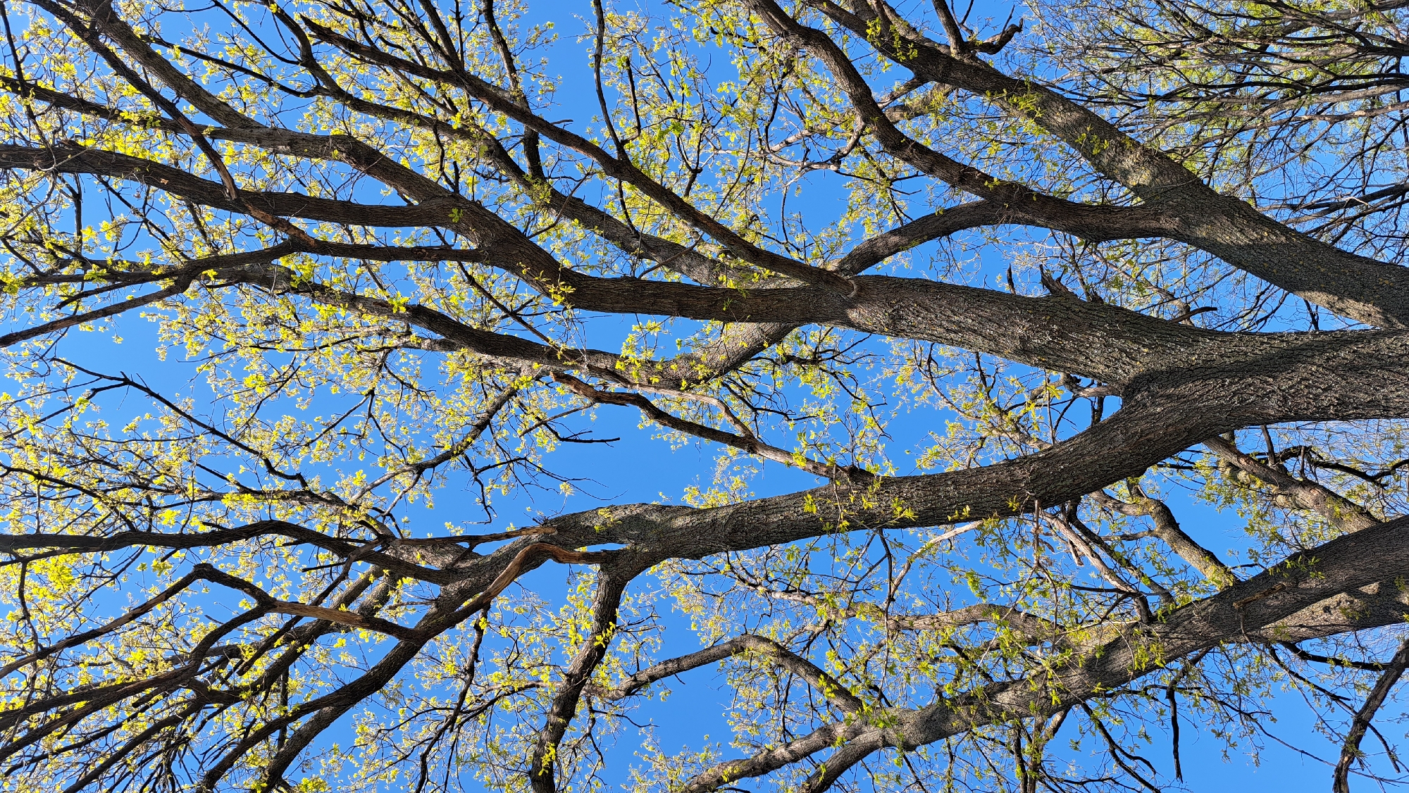 A low-angle, eye-level shot shows a tree with branches and budding leaves against a clear blue sky. The tree's branches are a mix of thick and thin, some showing detailed bark texture. Small, light-green leaves are beginning to emerge on the thinner branches. The sky is a uniform, bright blue, providing a backdrop for the tree's silhouette.