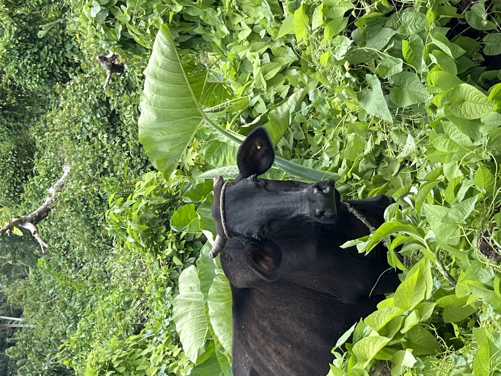 A black cow with a rope around its horns stands in dense green foliage in Kathaluwa, Sri Lanka. The cow's head is turned slightly to the left, and it is looking directly at the camera. Large, vibrant green leaves, likely from taro plants, surround the cow, with smaller, heart-shaped leaves of a different plant forming a lower layer. In the background, more dense green vegetation and trees are visible, suggesting a rural or natural setting. A dead, gnarled branch is visible in the upper background. The lighting is soft, indicating it may be overcast or early morning/late afternoon.
