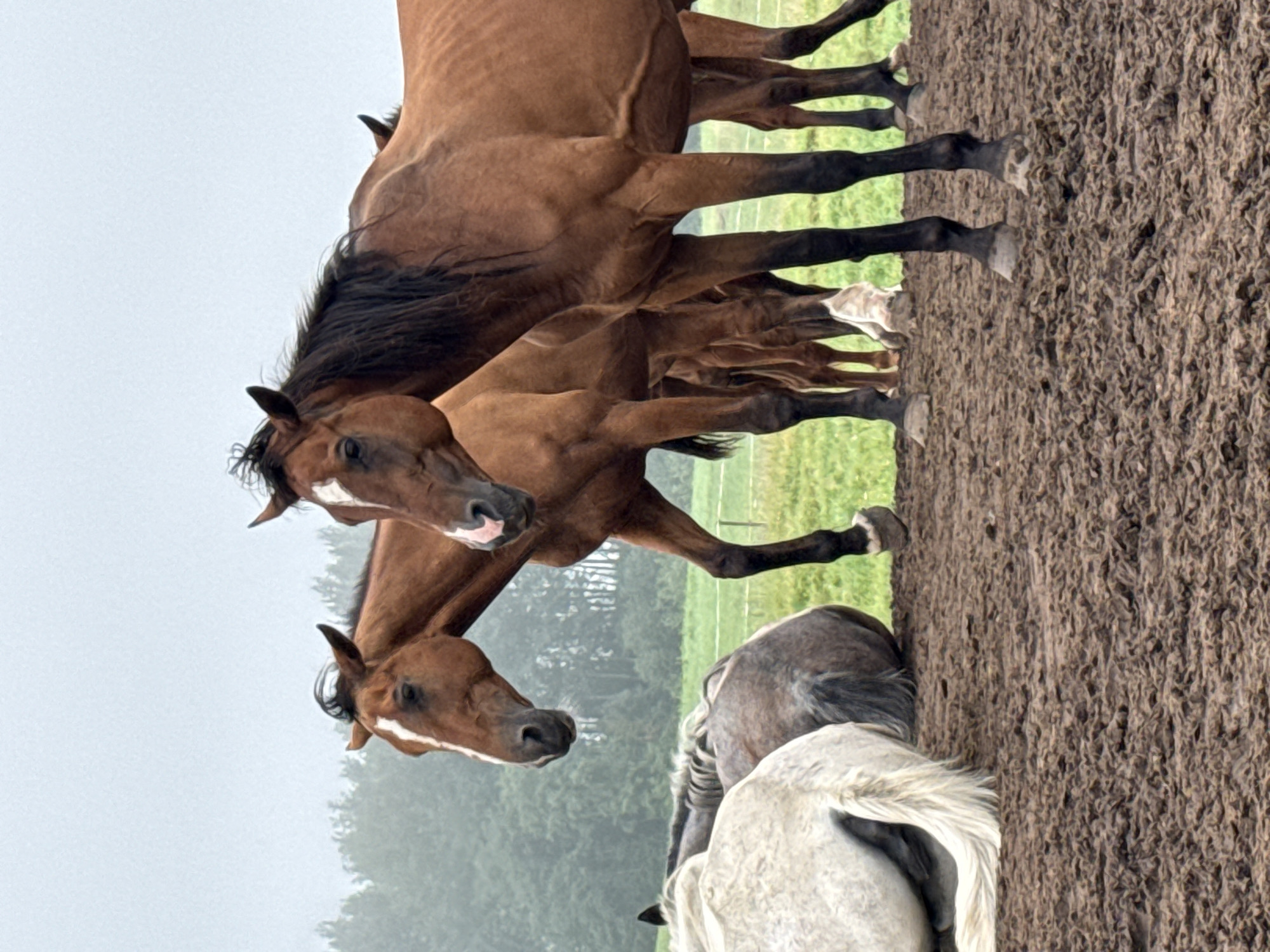 A herd of horses stands in a muddy field on a cloudy day in Galinė, Lithuania. In the foreground, two brown horses are standing, one facing slightly left with its head turned towards the camera. Its coat is a rich chestnut brown, with a white blaze running down its face. The other brown horse is positioned slightly behind and to the right, its head also turned towards the camera, showing a similar blaze on its face. In the background, several other horses are visible, some standing and others lying down. One white horse is lying down in the left foreground, its tail fanned out. Another grey horse is lying down behind it. The ground is covered in dark, wet mud, with patches of green grass visible in the distance. The background is filled with a line of trees, shrouded in a light mist, and the sky is a uniform gray.