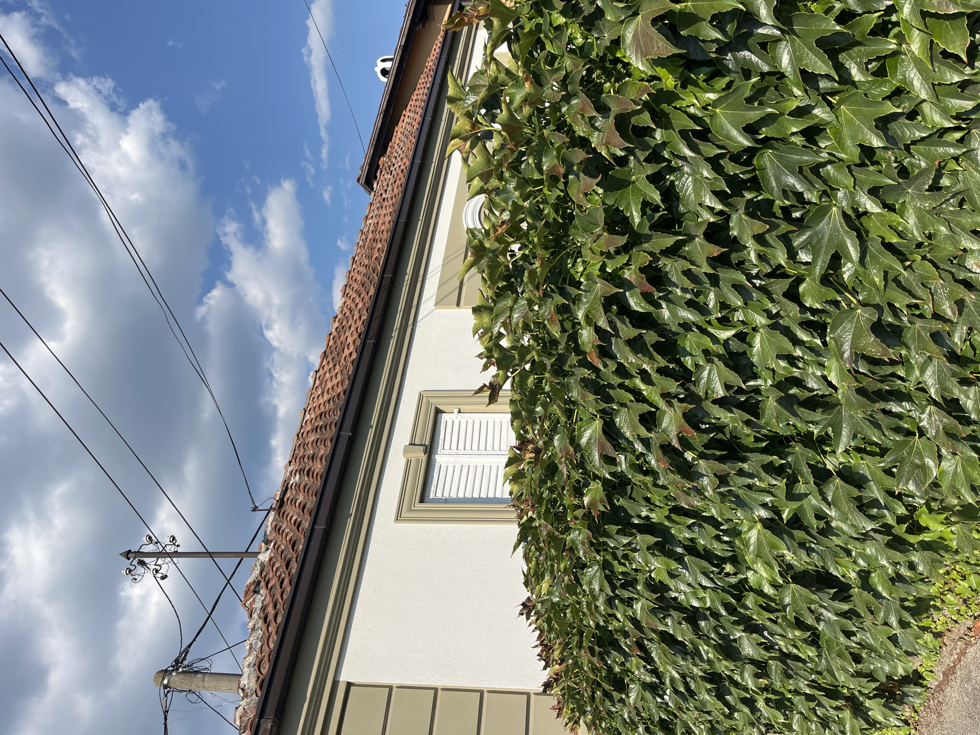 The image shows a close-up view of a dense green hedge of ivy in front of a building. The building has a white textured wall with decorative molding and a window with white shutters. The roof is covered with terracotta tiles. Above the building, there are telephone wires and a blue sky with white clouds. In the distance, another building with a chimney is visible. The scene appears to be a residential area, possibly in the city of Cacak, Serbia, given the architectural style and the presence of overhead utility lines.