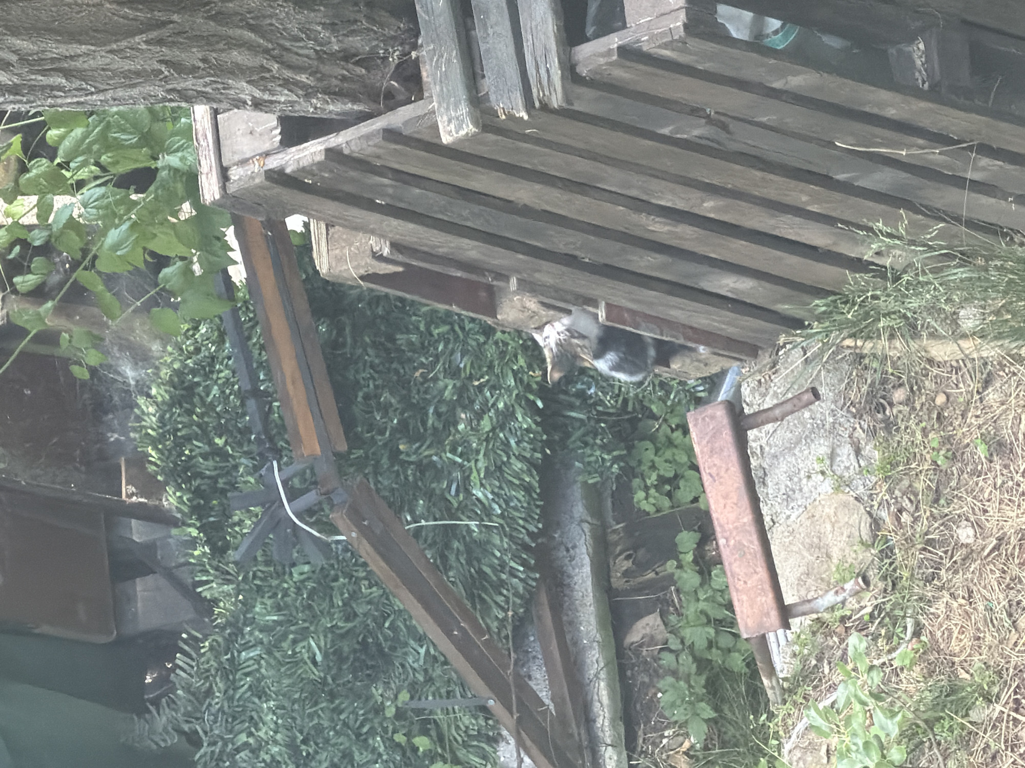 The image shows a domestic cat peeking out from between wooden planks. The cat has tabby markings and is mostly grey and white. It is situated in an outdoor environment with dense green foliage behind it. In the foreground, there is dry grass and a metal object with wooden handles. The overall scene suggests a somewhat cluttered backyard or storage area. The provided information about the location being the city of Sofia, Bulgaria, does not offer specific environmental cues visible in the image itself.