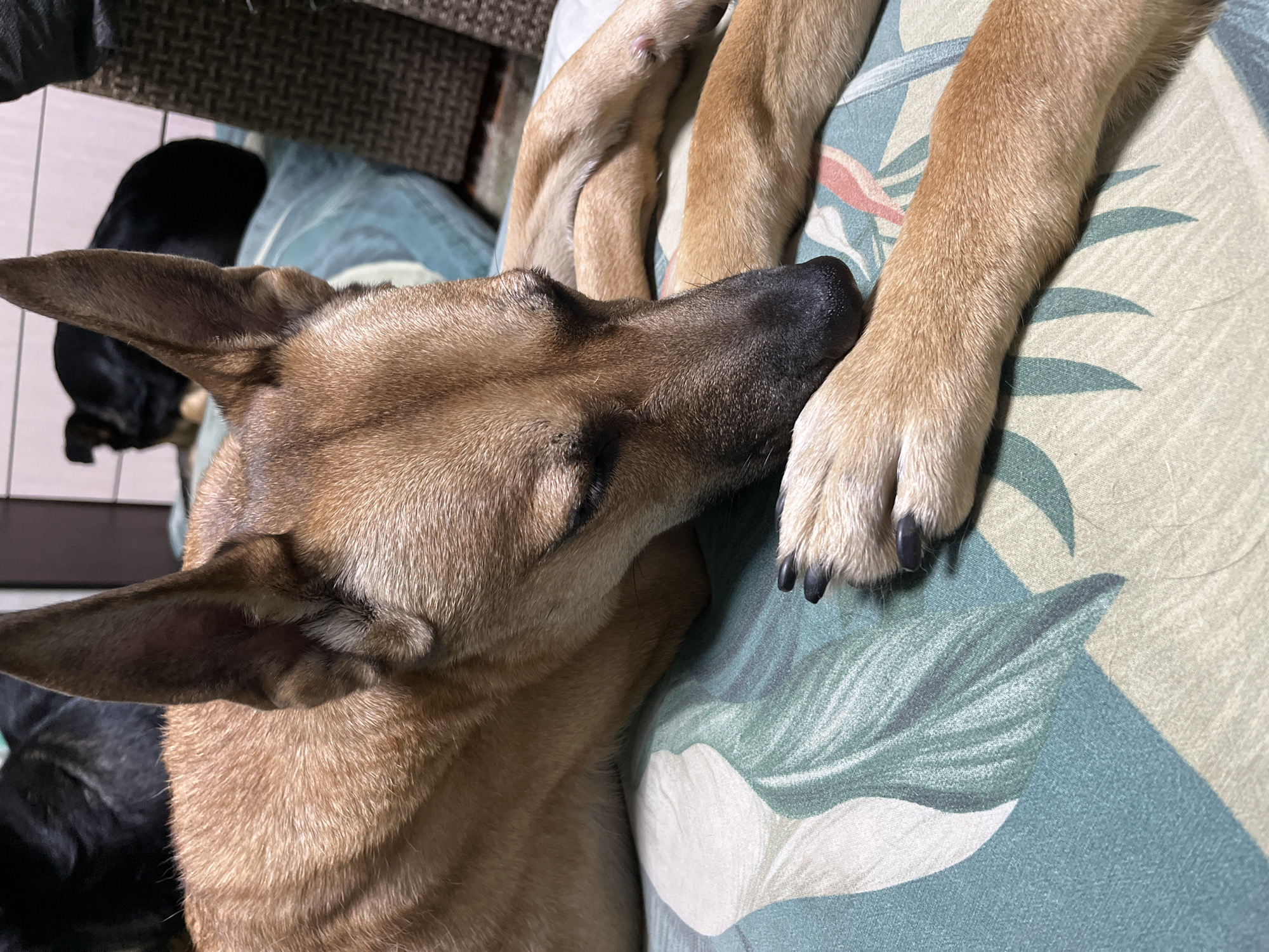 A tan dog with a black muzzle is resting its head on a green and beige floral patterned cushion. Its paws are also visible on the cushion. A black dog is partially visible in the background. The location is not identifiable as Nizhny Tagil, Russia.