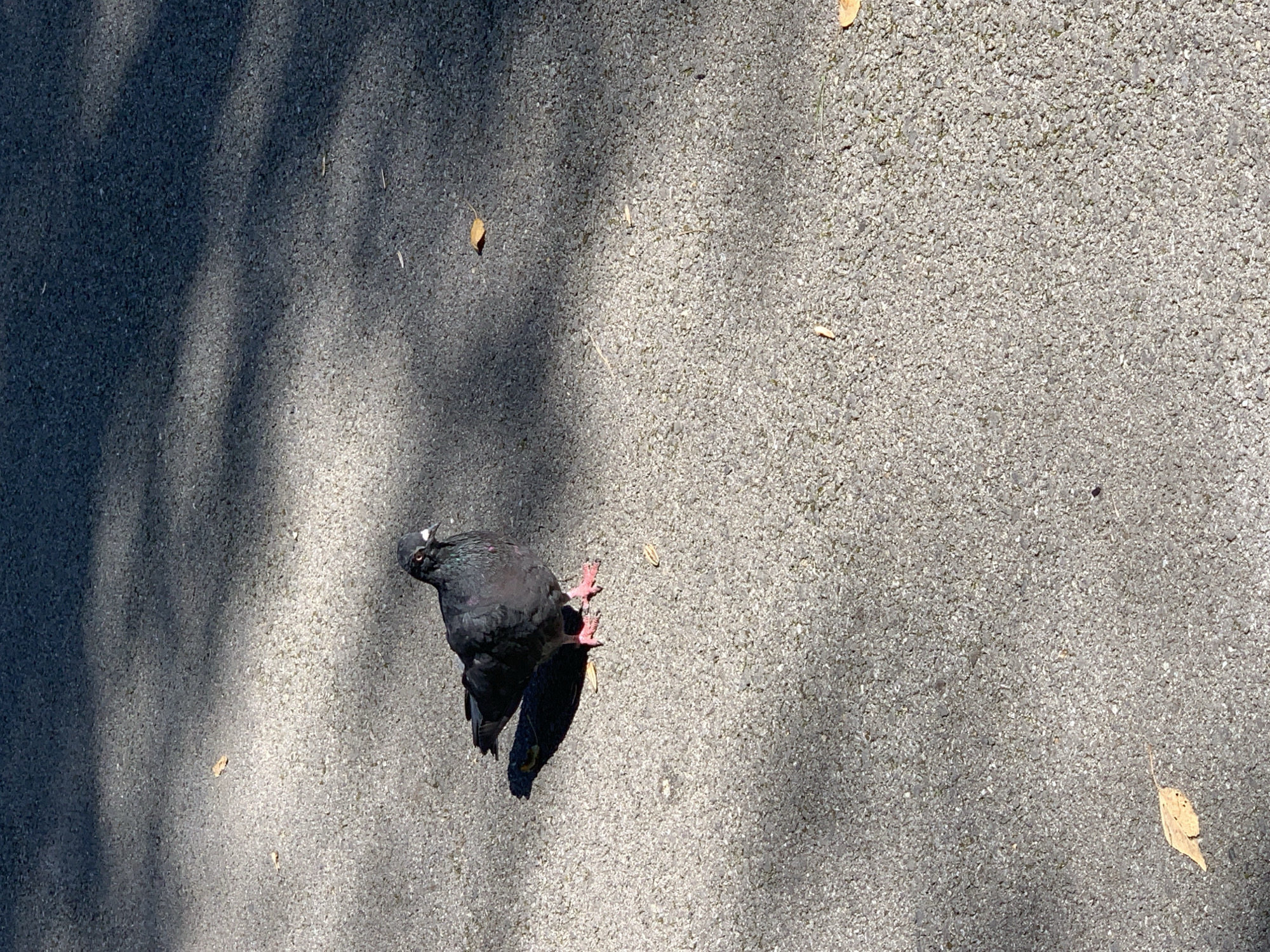 A single pigeon stands on a dark, asphalt surface, its dark plumage subtly highlighted by the sunlight. The pigeon is facing the right side of the frame, with its head slightly turned towards the viewer. Its feet are a vibrant pink. Shadows from unseen trees cast dappled patterns across the ground, suggesting an outdoor setting. A few dry leaves are scattered on the asphalt, indicating it may be autumn. The image composition is simple, focusing on the solitary bird against the textured ground. There are no humans or other animals visible in the scene. The environment appears to be a public space, possibly a park or a walkway within the city of Prokopyevsk, Russia.