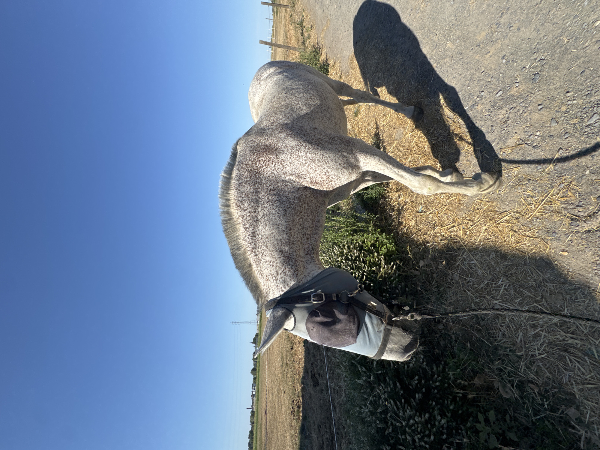 A dappled grey horse wearing a fly mask stands in an outdoor setting under a clear blue sky. The horse is positioned on a gravel path to the right, with a dry, grassy field and vegetation to its left. In the background, a fence and some distant buildings are visible. The sun casts a long shadow of the horse onto the path. The location is Estaimpuis, Belgium.