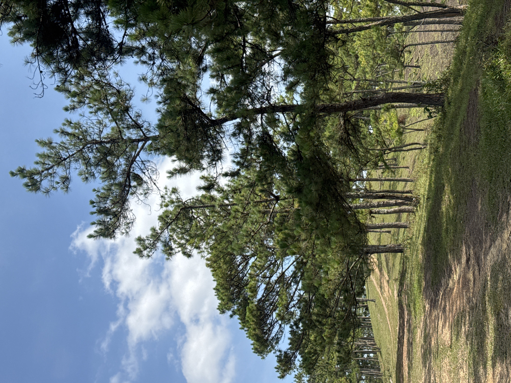 The image depicts a row of tall pine trees in Lạc Dương, Vietnam, lining a dirt path. The path shows signs of vehicle traffic. The sky is blue with scattered white clouds, visible through the tree branches. The groundcover includes both grass and bare earth.