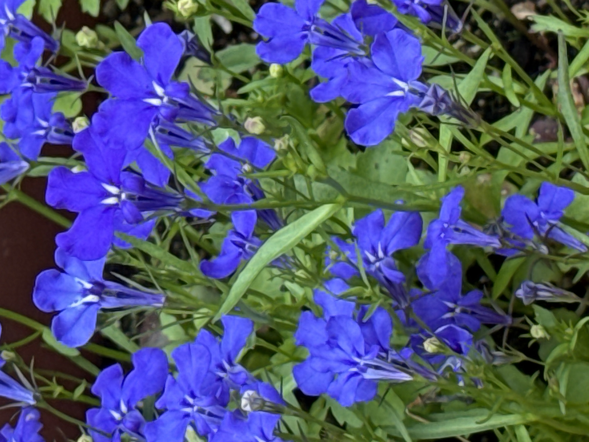 A close-up, eye-level shot captures a cluster of bright blue lobelia flowers in a garden setting. The flowers, with their delicate petals and white centers, are in various stages of bloom, with some fully open and others still in bud. Lush green foliage surrounds the blossoms, creating a vibrant contrast. The background is softly blurred, hinting at a darker, earthy soil or pot. The image appears to be taken outdoors, likely in a well-lit environment given the saturation of the flower colors.