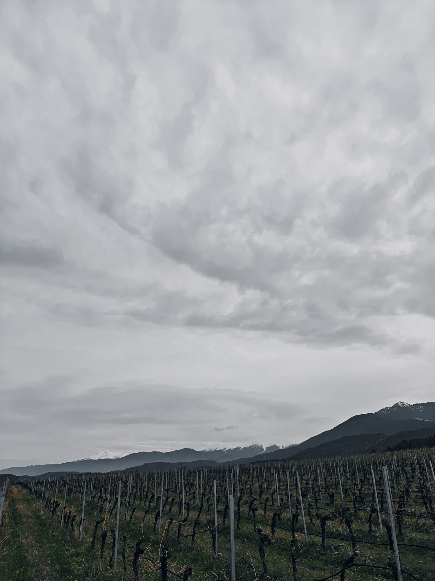 The image shows a vineyard in an unknown location. Rows of bare vines are supported by posts. In the background, there are mountains with some visible snow cover. The sky is overcast with a heavy cloud cover. The overall tone of the image is muted, with a grayscale palette and low contrast. No people are visible.
