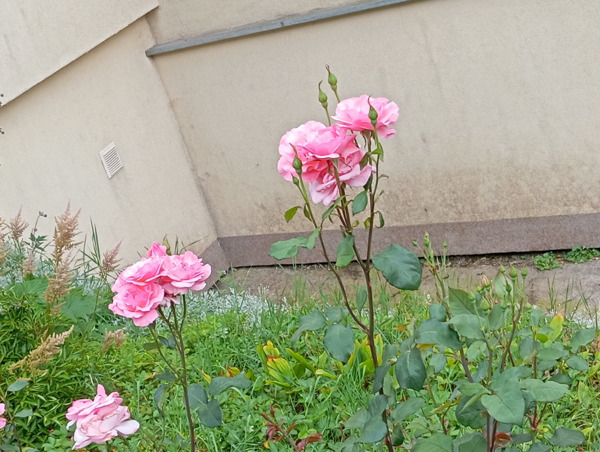 A cluster of three vibrant pink roses is in full bloom, with several green buds emerging from the stems. These roses are situated in the foreground, to the right of center, against a backdrop of a building and lush greenery. The building's facade is a light beige color, with a prominent diagonal line across the upper portion and a metallic gray strip running horizontally near the top. A white rectangular vent is visible on the building's wall to the left of the roses. The ground below is covered in a variety of green foliage, including grass and other plants, with some dry, brown seed heads also present. The lighting suggests an outdoor setting during the daytime. The image appears to have been taken in a residential or public garden area. The presence of the building suggests an urban or suburban environment.
